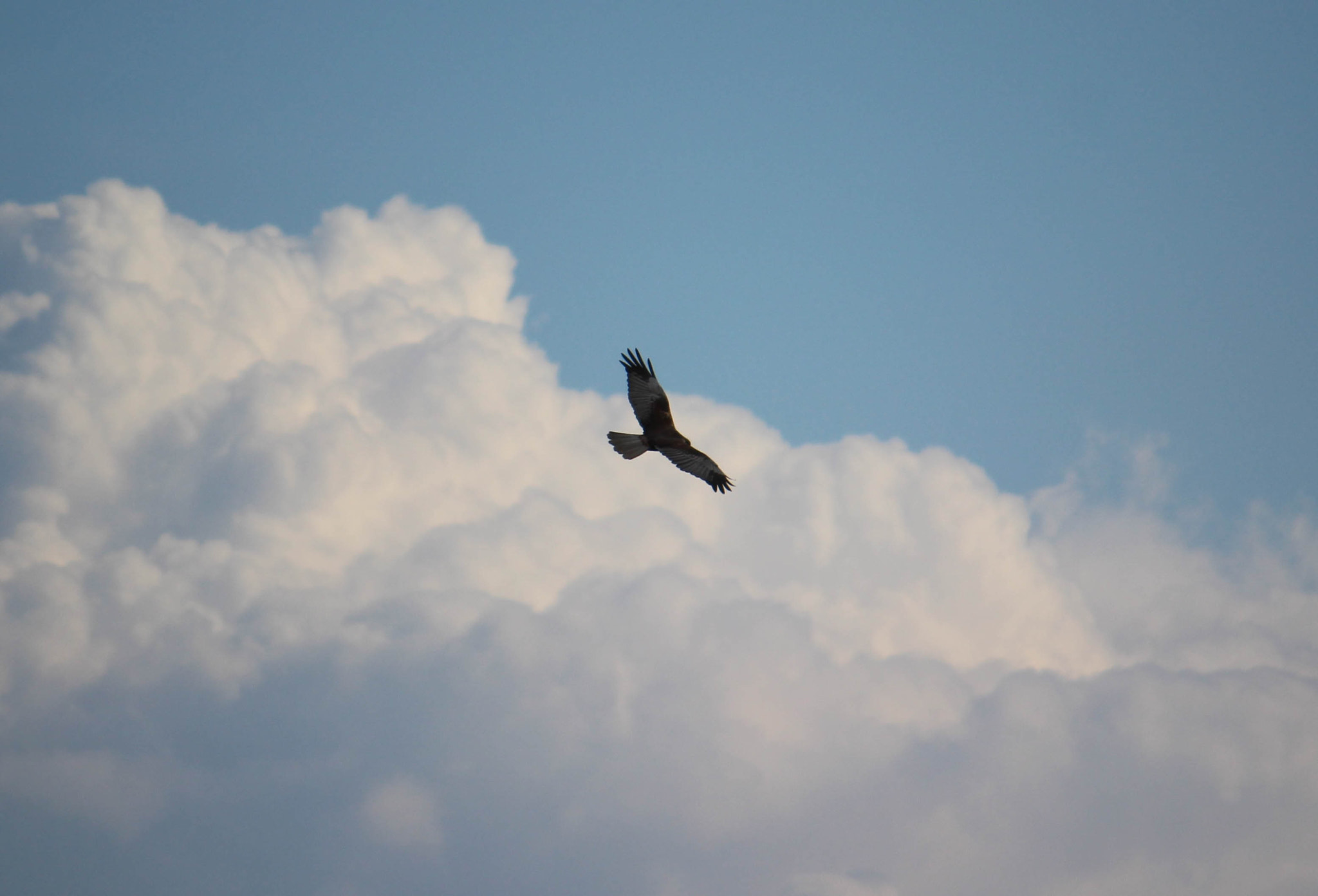 Canon EF-S 55-250mm F4-5.6 IS sample photo. "...e il falco alto levato"  (male marsh harrier on beigua geopark) photography