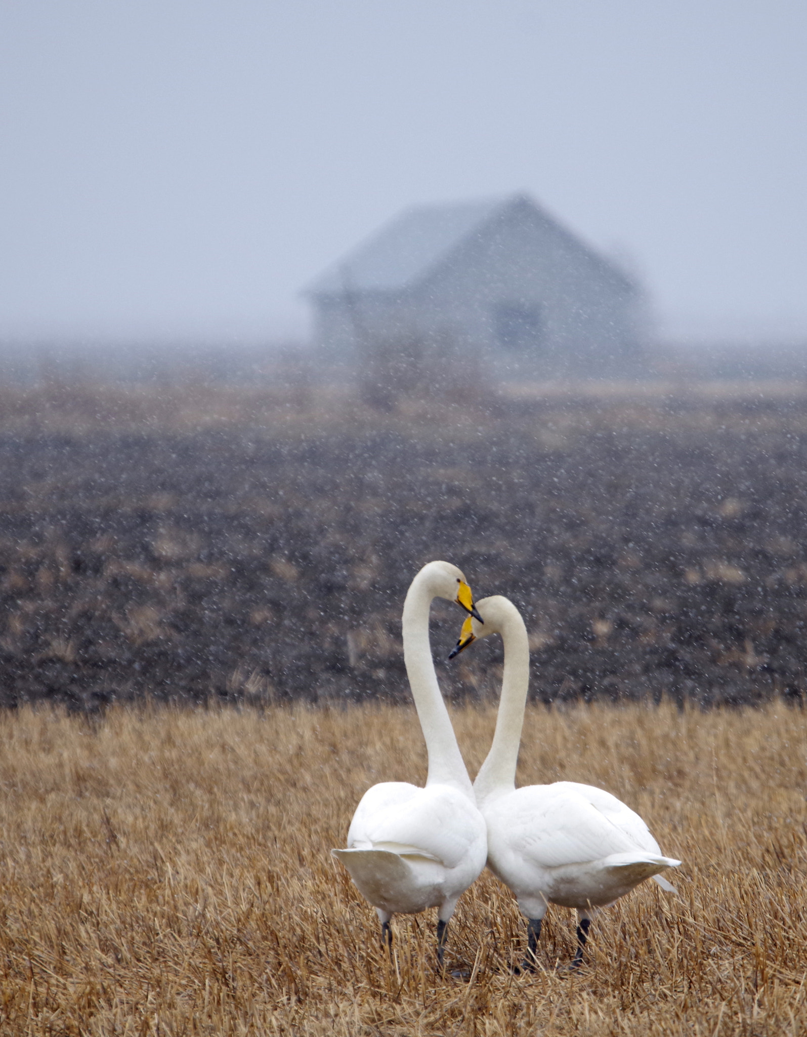 Sigma 120-400mm F4.5-5.6 DG OS HSM sample photo. Fall in love with spring time photography