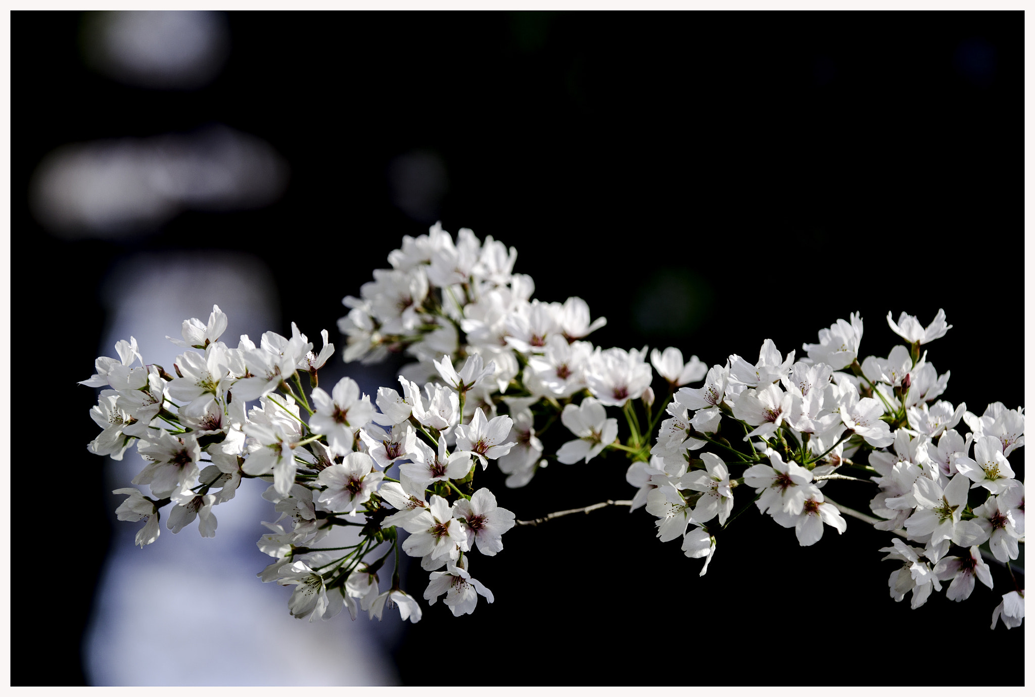 Canon EOS-1D Mark IV sample photo. Flower  photography