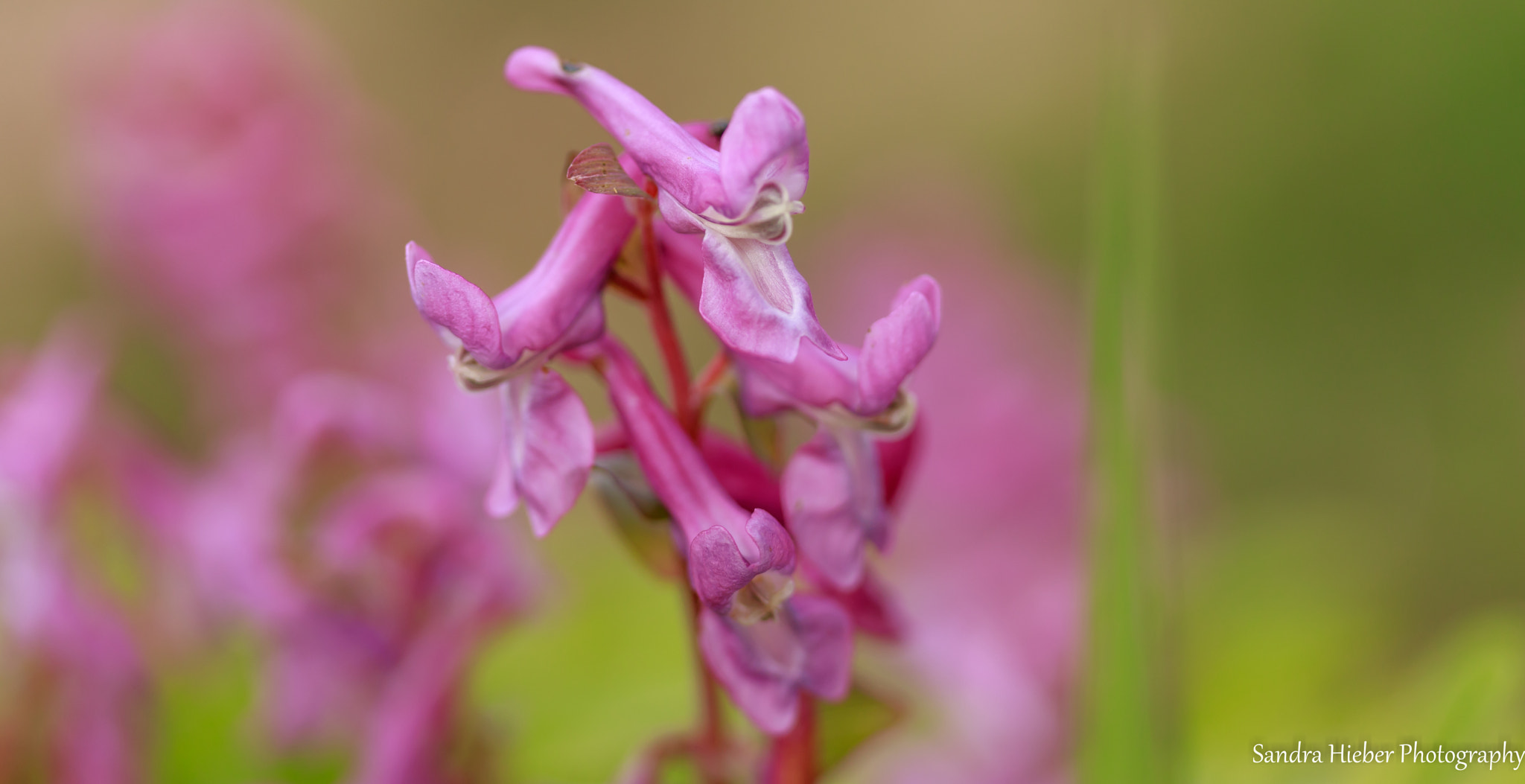 Canon EF-S 60mm F2.8 Macro USM sample photo. Lerchensporn photography