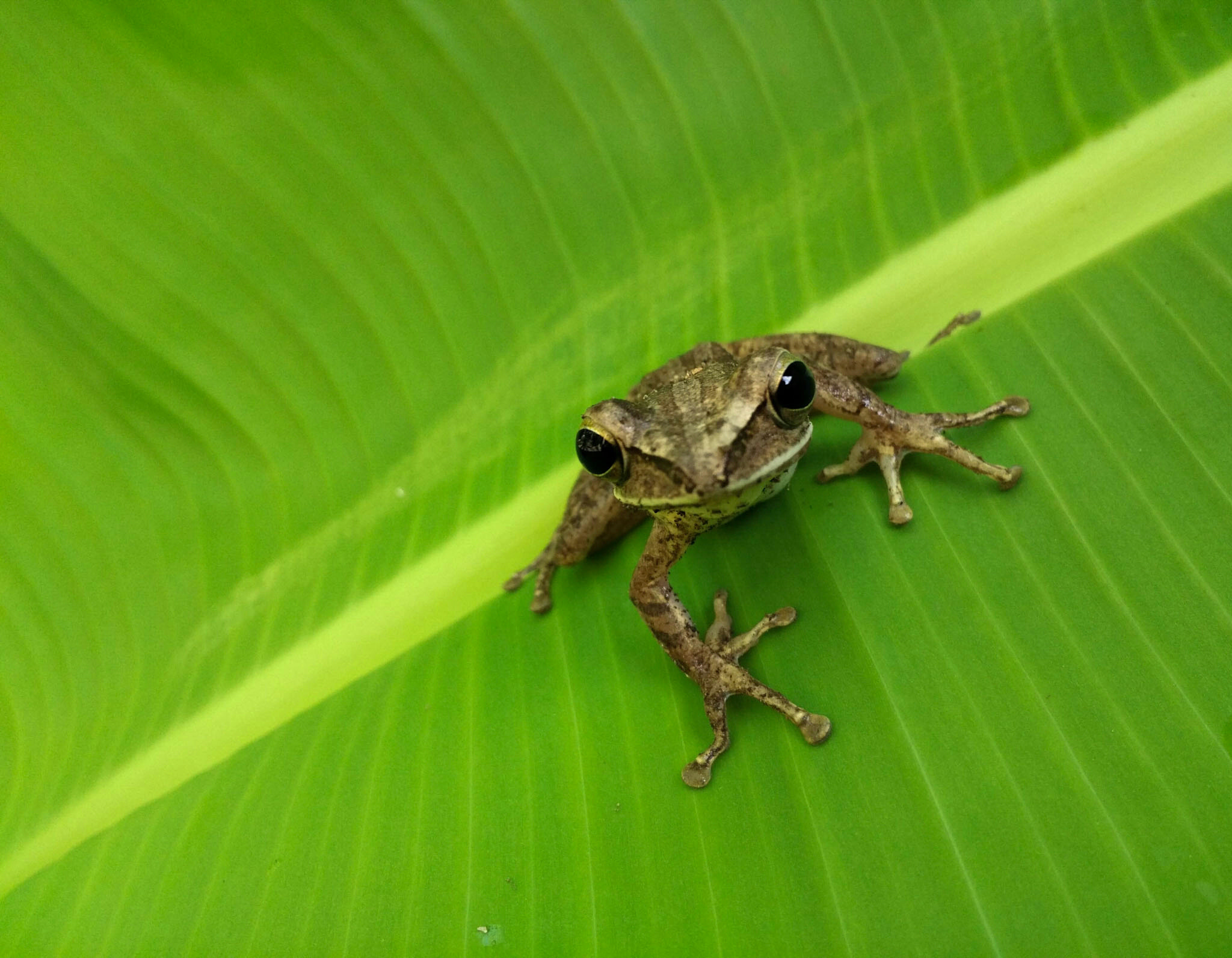 Xiaomi Mi-4c sample photo. Spider frog photography