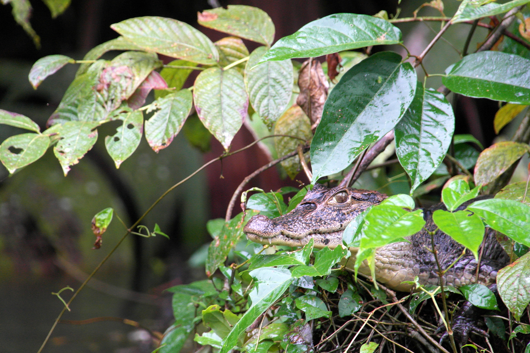 Samsung NX200 sample photo. Caiman in mangrove bush photography