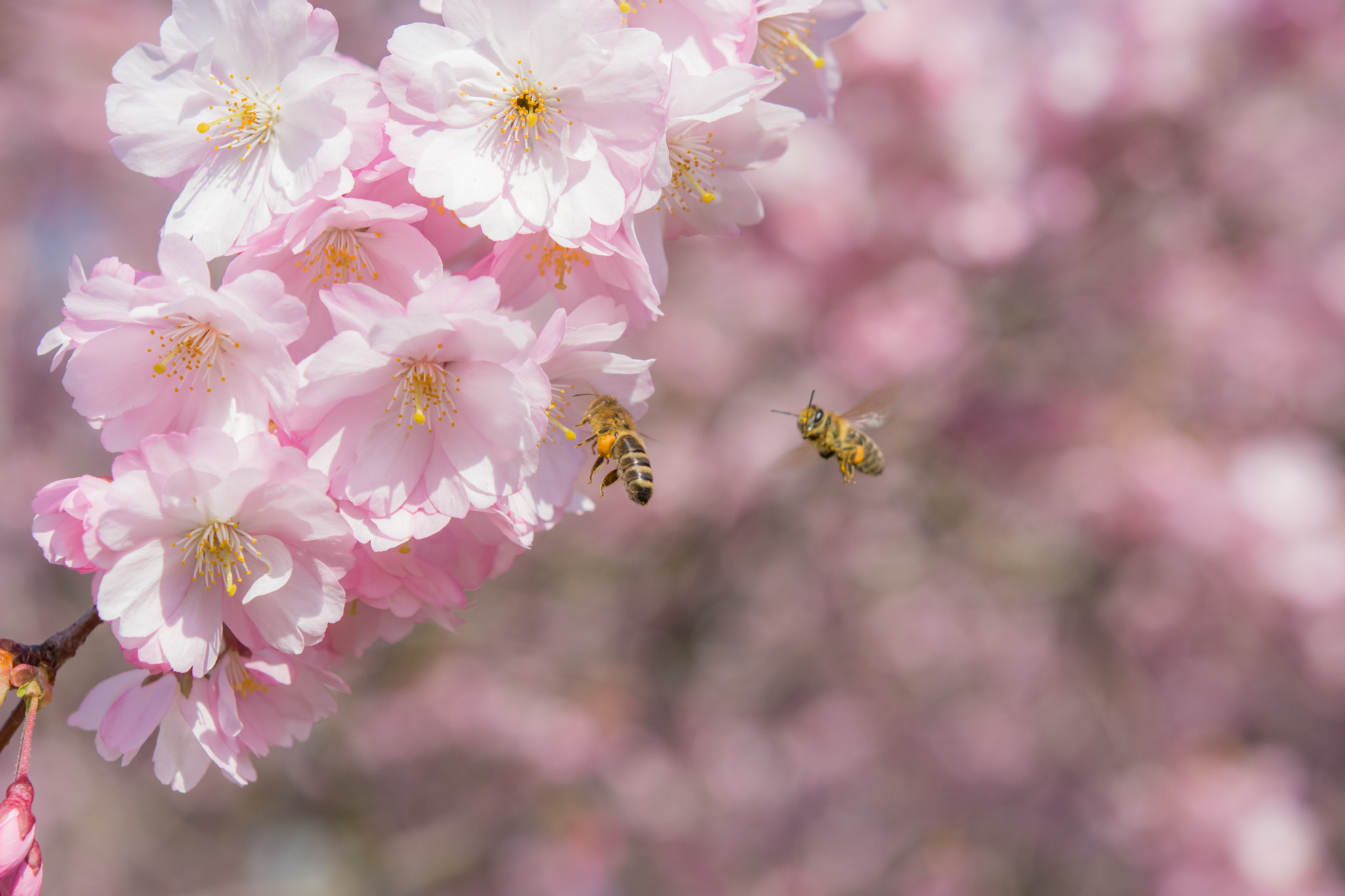 Nikon AF-S Micro-Nikkor 60mm F2.8G ED sample photo. D72_4994-1.jpg photography