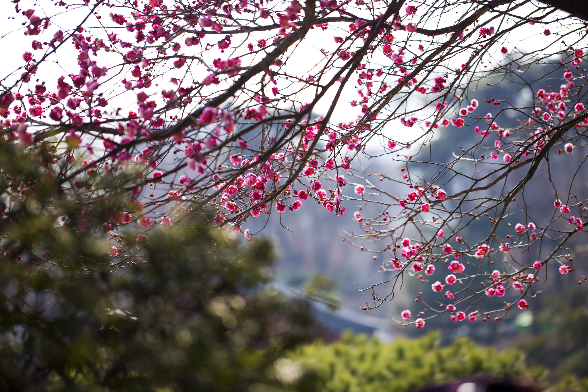 Canon EOS 6D sample photo. Flower of plum in korea photography