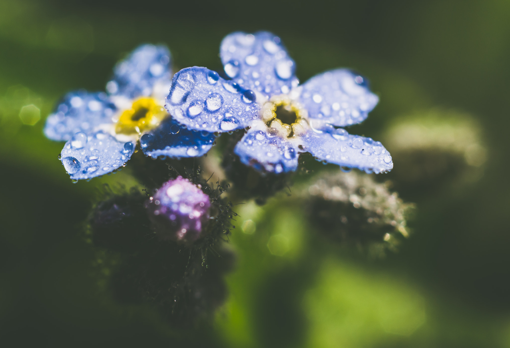 Nikon AF Nikkor 50mm F1.8D sample photo. Myosotis photography