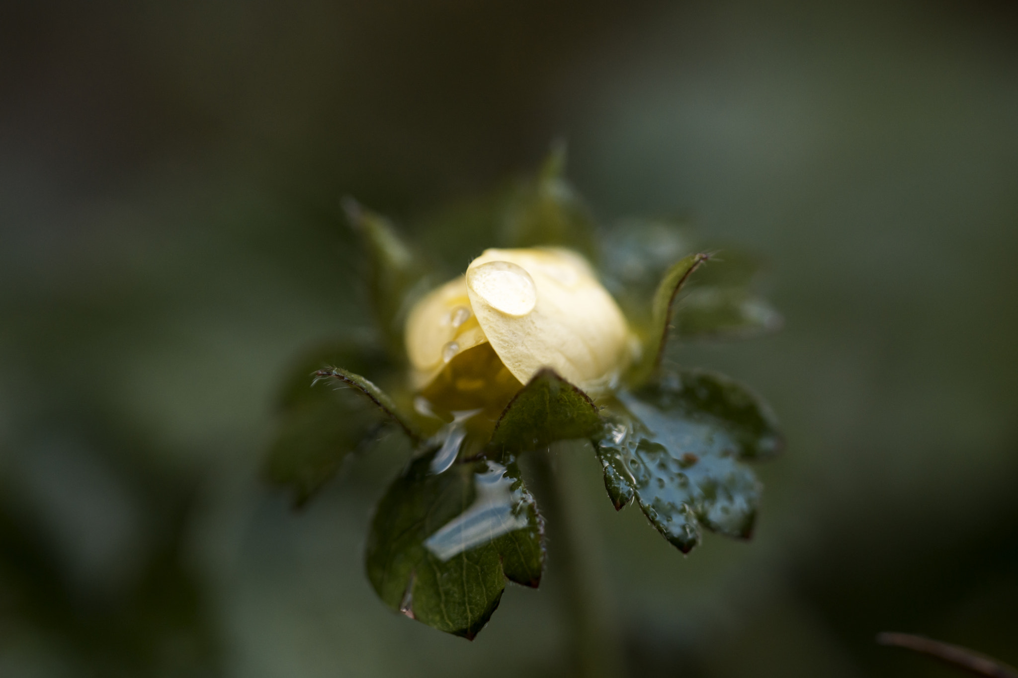 Sony a6000 + Sony FE 90mm F2.8 Macro G OSS sample photo. Cva photography