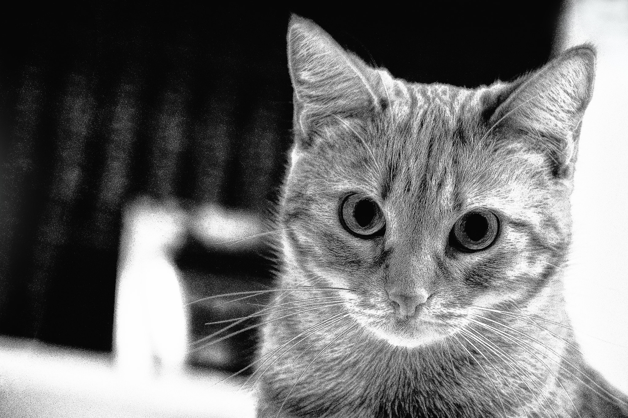 Nikon D800 sample photo. Miau! photography