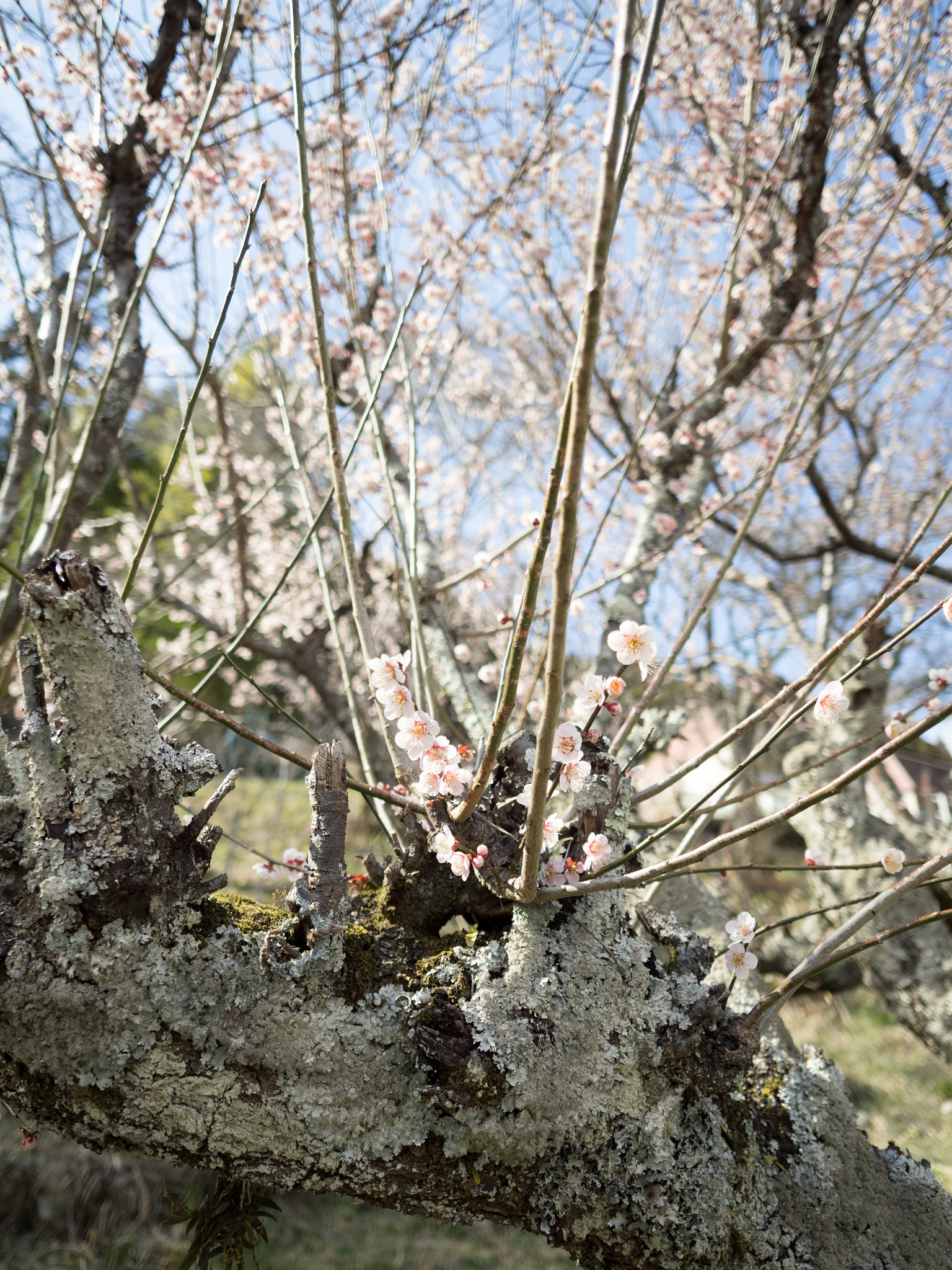 Olympus OM-D E-M10 II + OLYMPUS M.12mm F2.0 sample photo. 老木花を咲かせる | an old blossomed photography