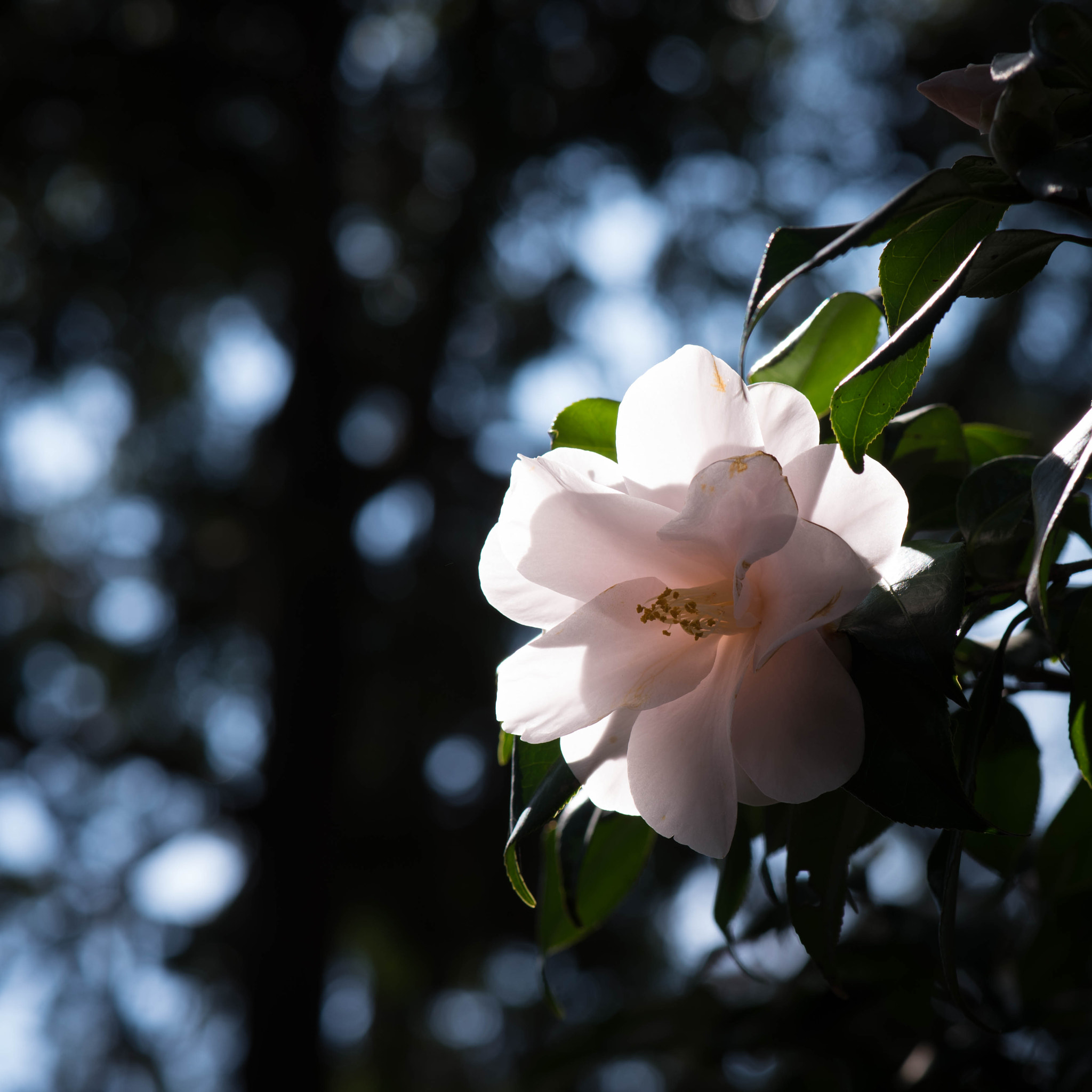 Nikon AF-S Micro-Nikkor 105mm F2.8G IF-ED VR sample photo. 『椿・後光』 photography