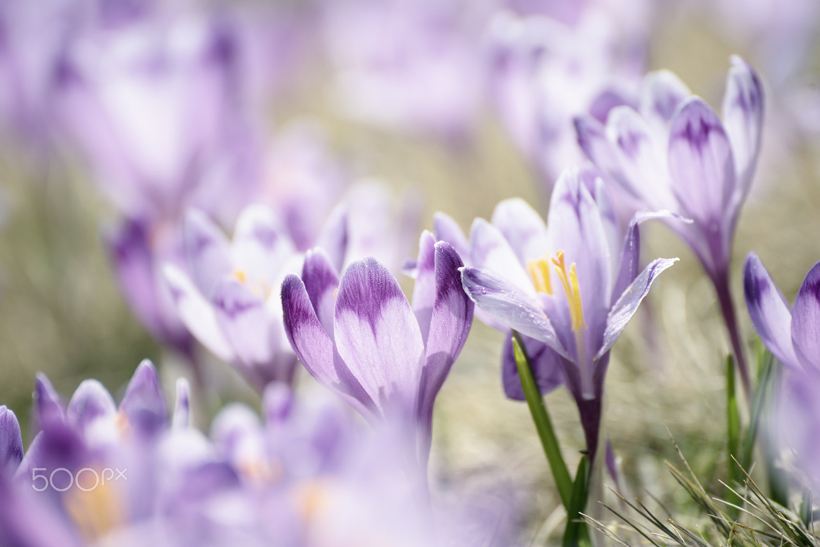 Nikon D750 sample photo. Spring crocus flowers photography
