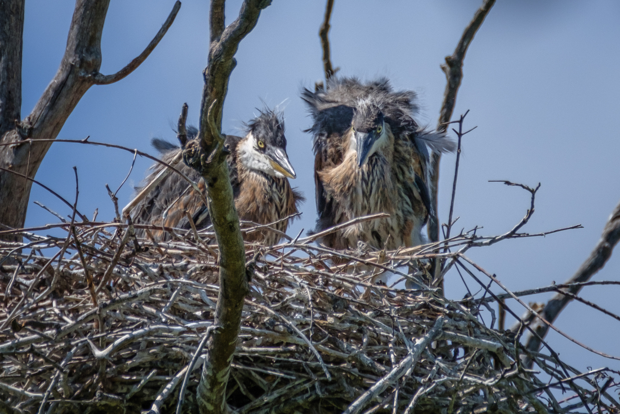 XF100-400mmF4.5-5.6 R LM OIS WR + 1.4x sample photo. Curious chicks photography