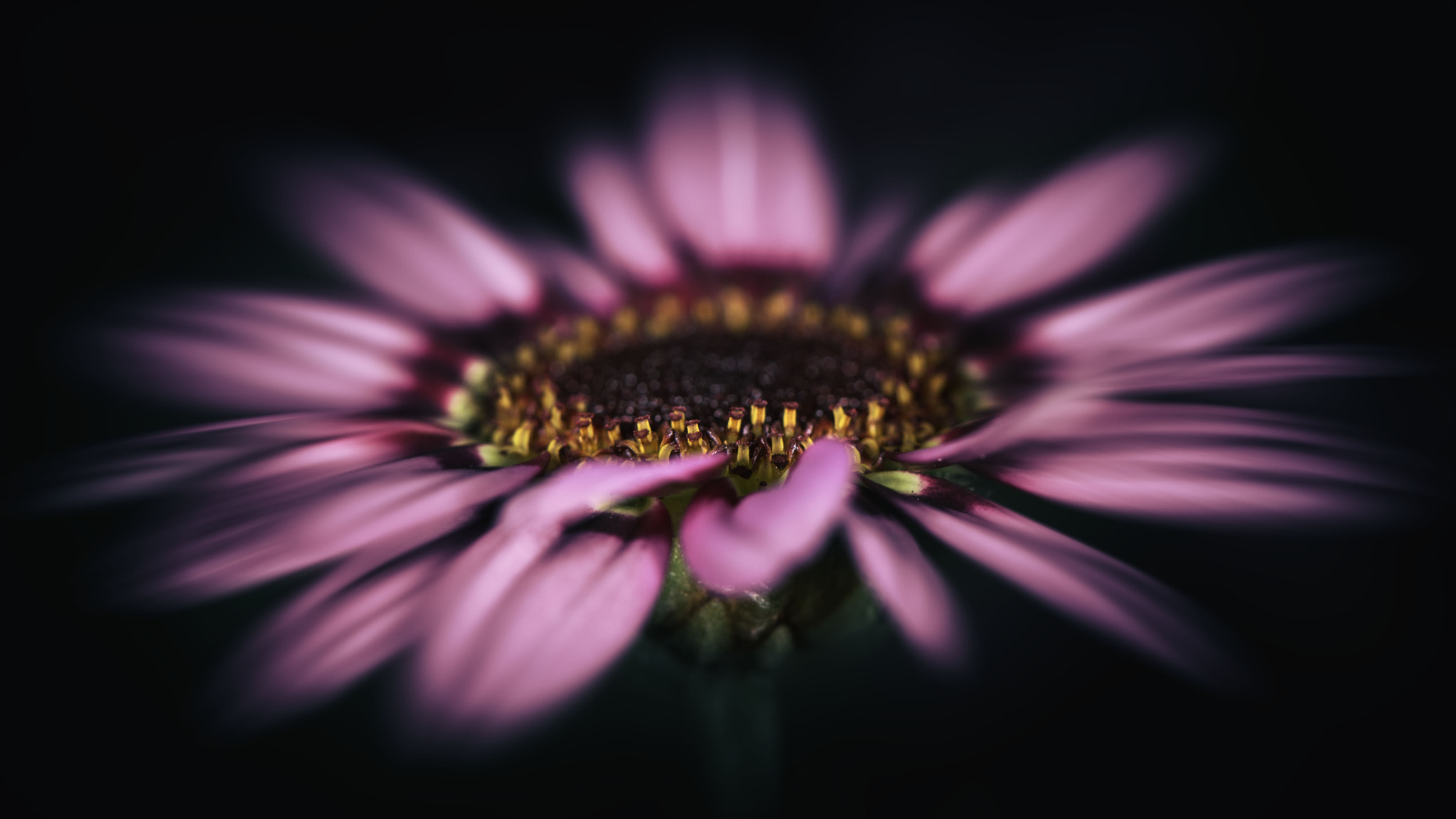 Nikon AF-S Micro-Nikkor 105mm F2.8G IF-ED VR sample photo. Luminosity photography