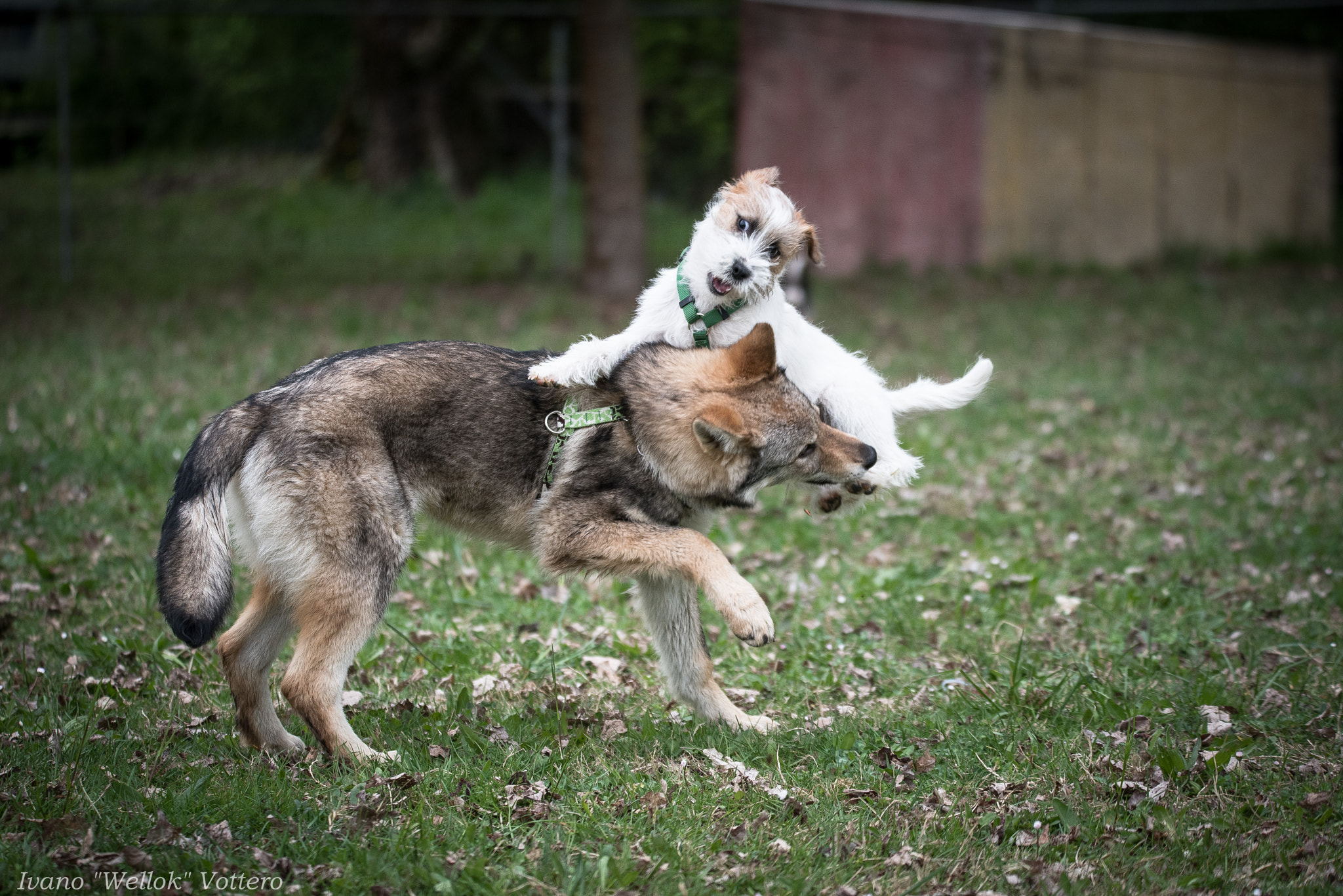 Nikon D750 sample photo. Jumping dogs photography