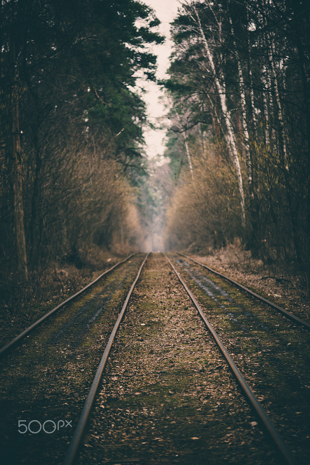 Nikon AF-S Micro-Nikkor 105mm F2.8G IF-ED VR sample photo. Rails in the forest photography