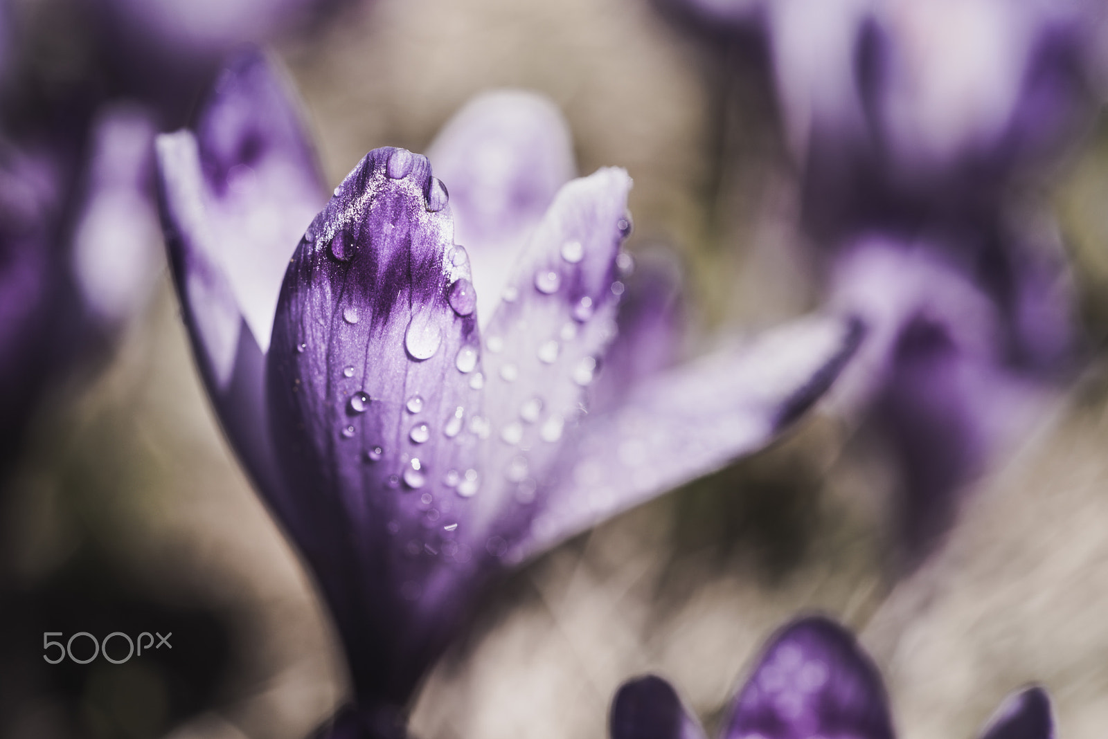 Nikon D750 + Nikon AF Micro-Nikkor 60mm F2.8D sample photo. Spring crocus flower photography