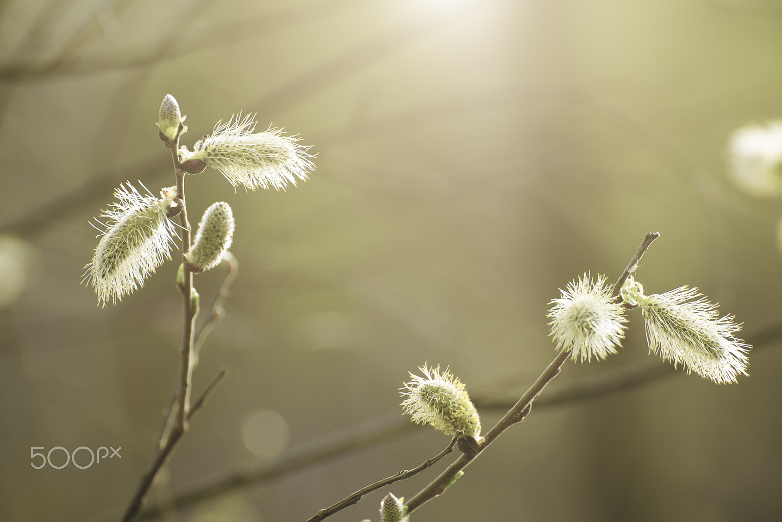 Nikon D750 sample photo. Blooming willow branch photography