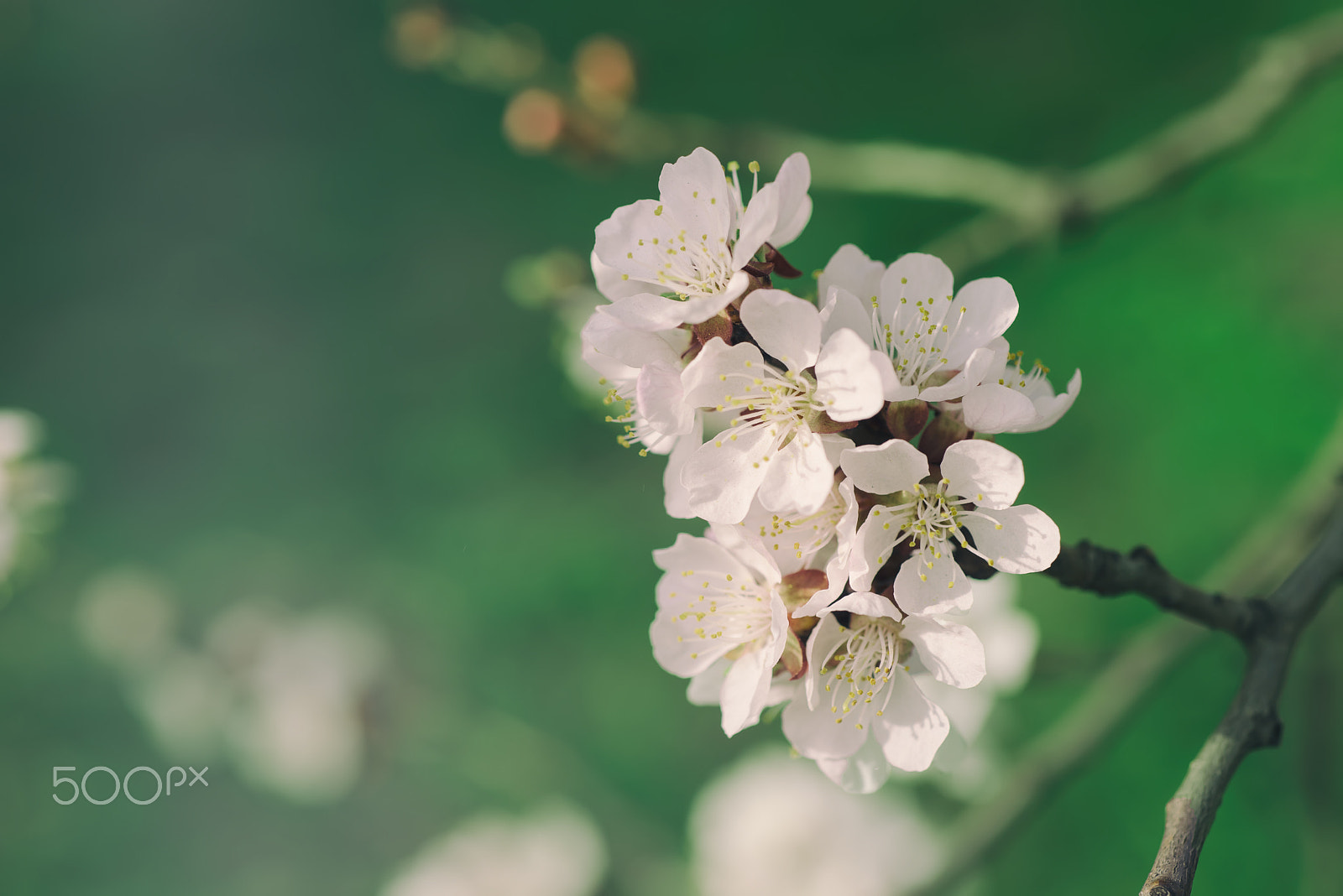 Nikon AF Micro-Nikkor 60mm F2.8D sample photo. Apricot tree flower photography