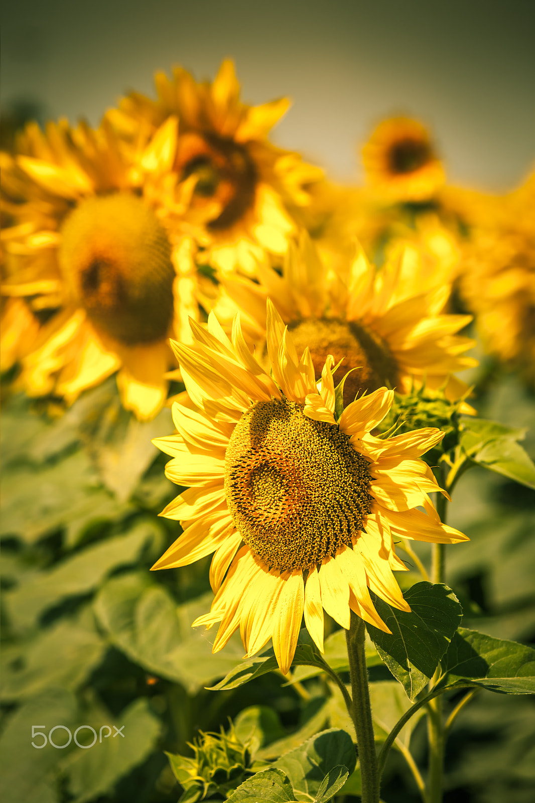 Canon EOS 5D Mark II sample photo. Sunflowers field view photography