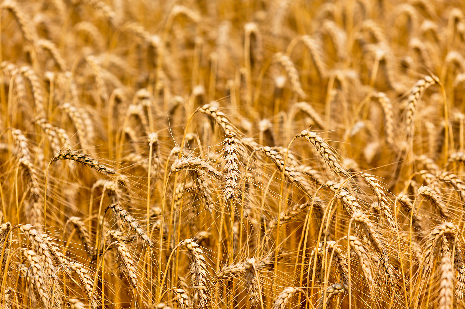 Canon EOS 5D Mark II sample photo. Ripe cereal field photography