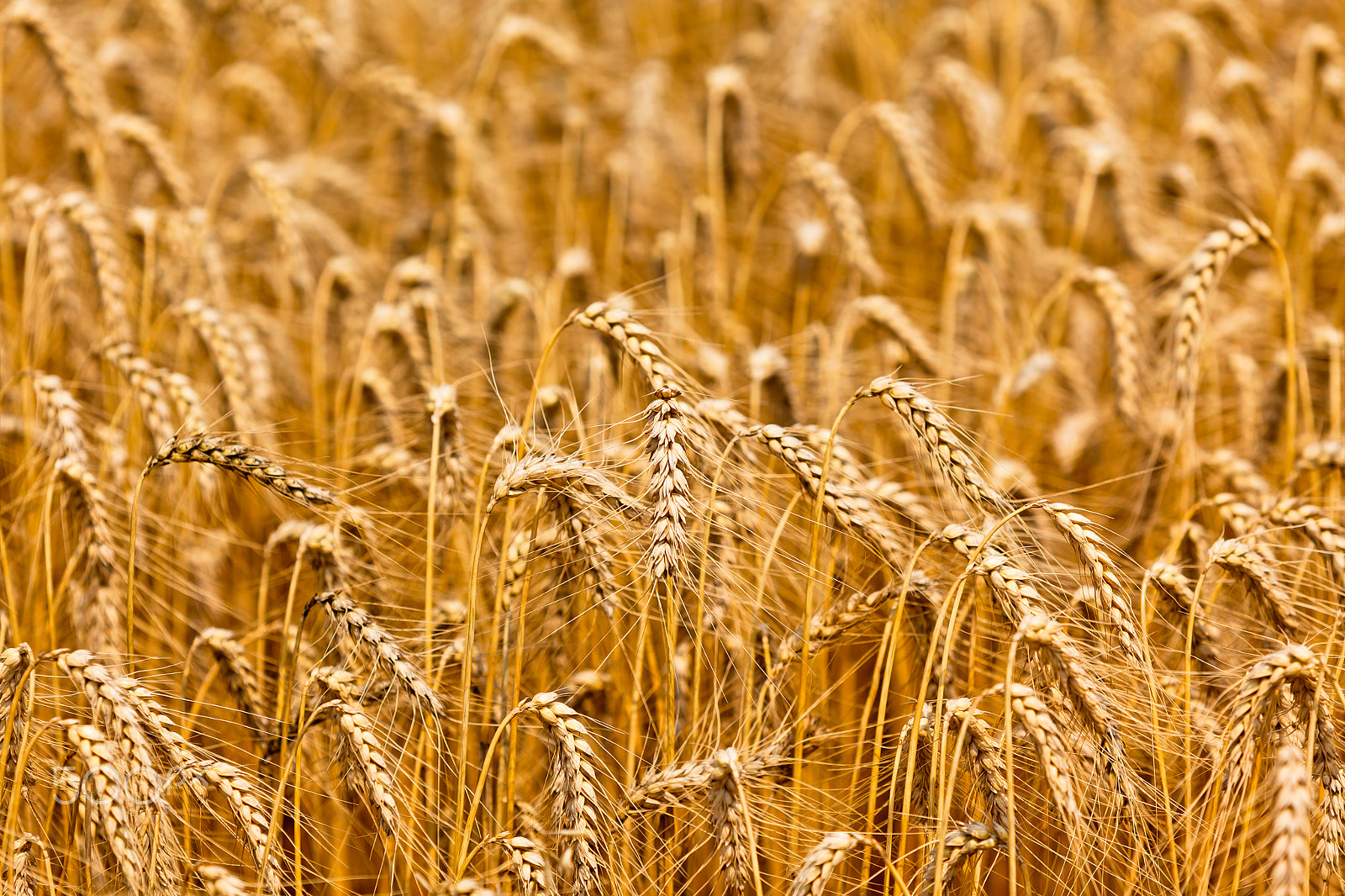 Canon EF 70-200mm F2.8L IS USM sample photo. Ripe cereal field photography