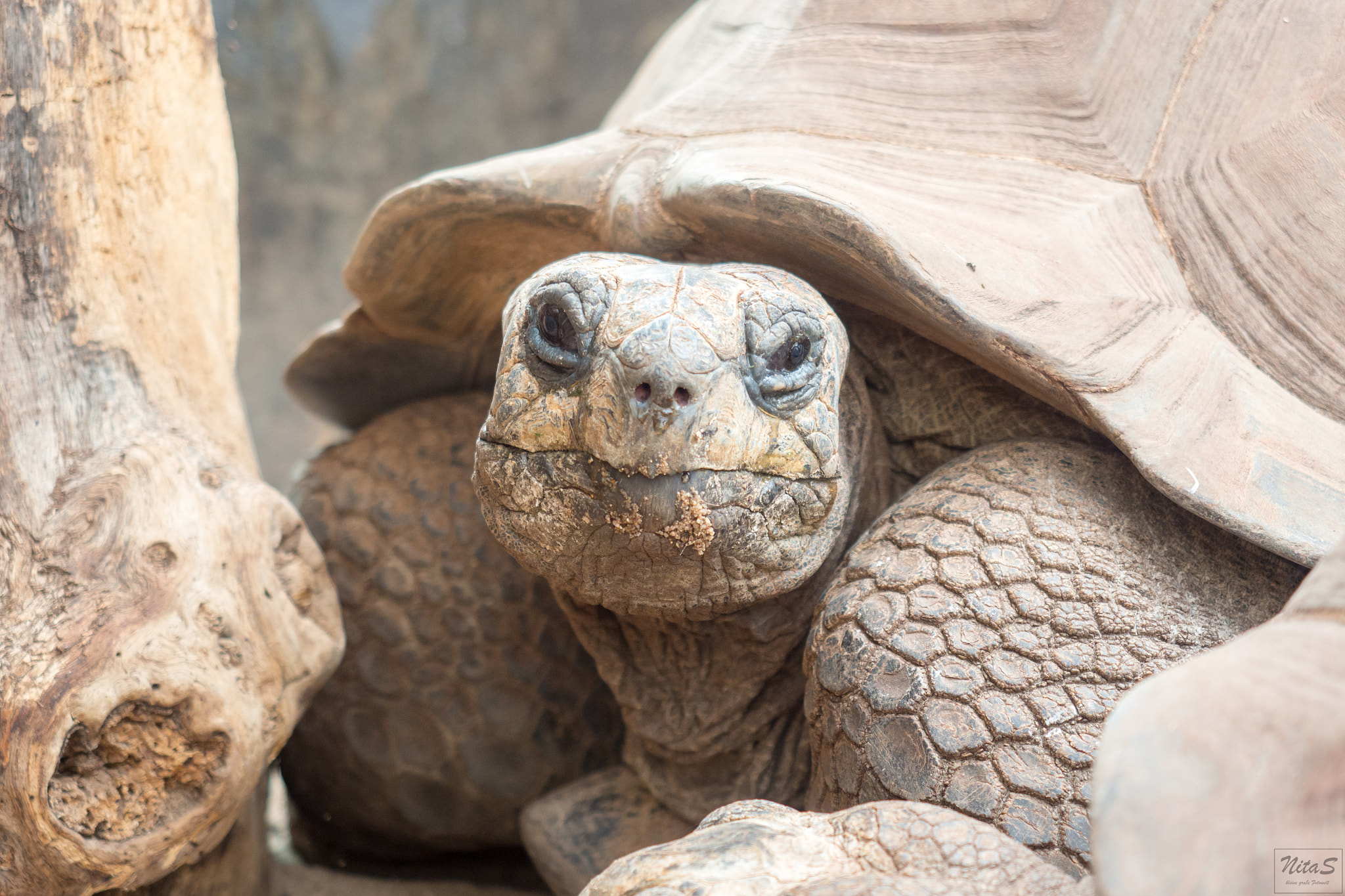 Olympus OM-D E-M1 Mark II + Olympus M.Zuiko Digital ED 12-40mm F2.8 Pro sample photo. Turtle photography