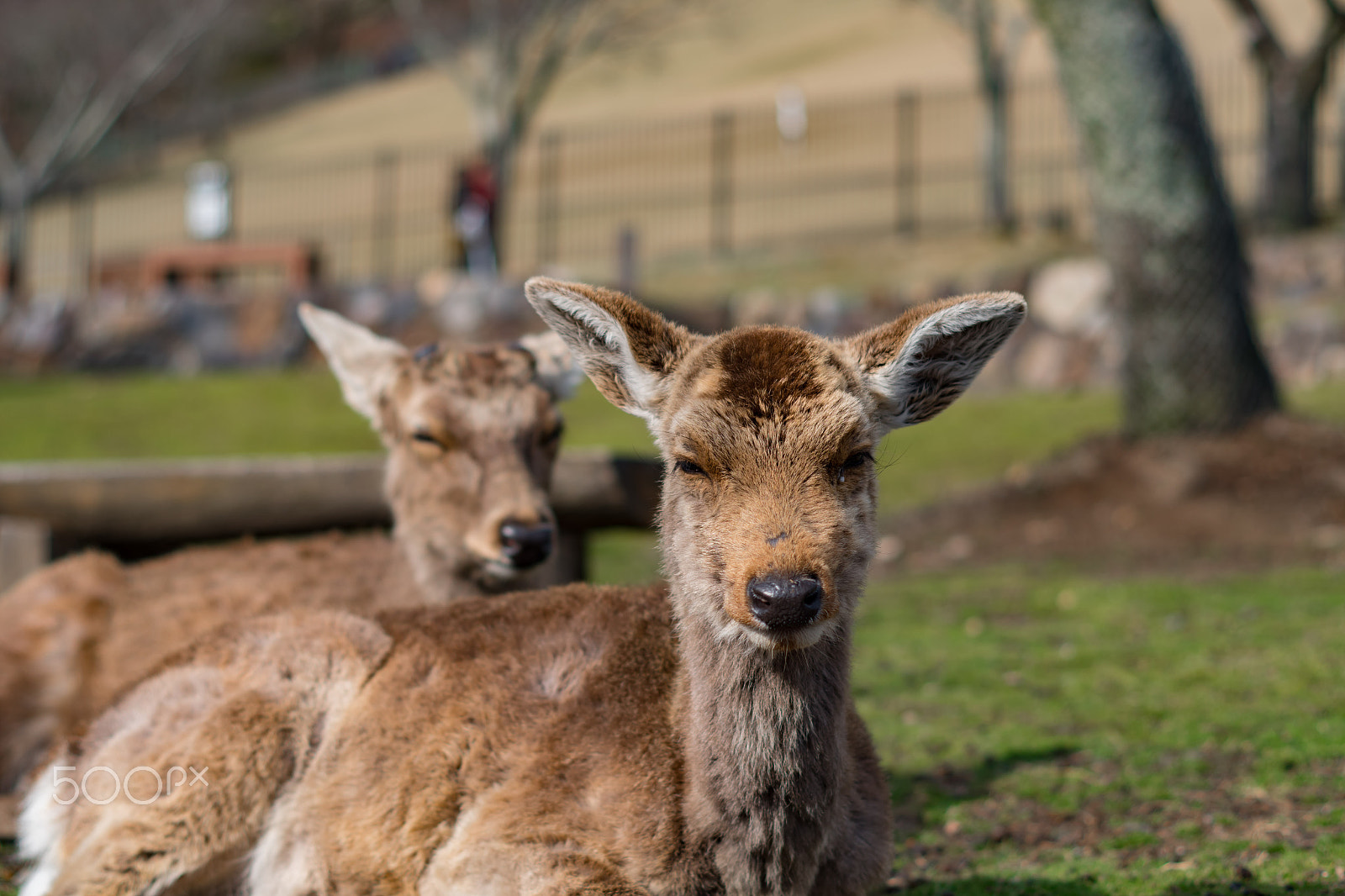 Pentax K-S2 + Pentax smc DA 50mm F1.8 sample photo. Deer photography