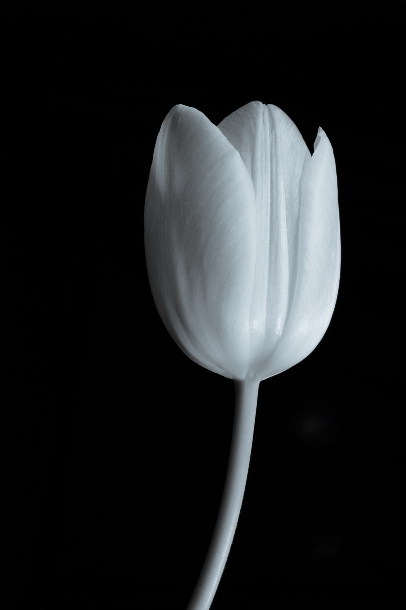 Fujifilm X-T1 sample photo. Shy tulip photography