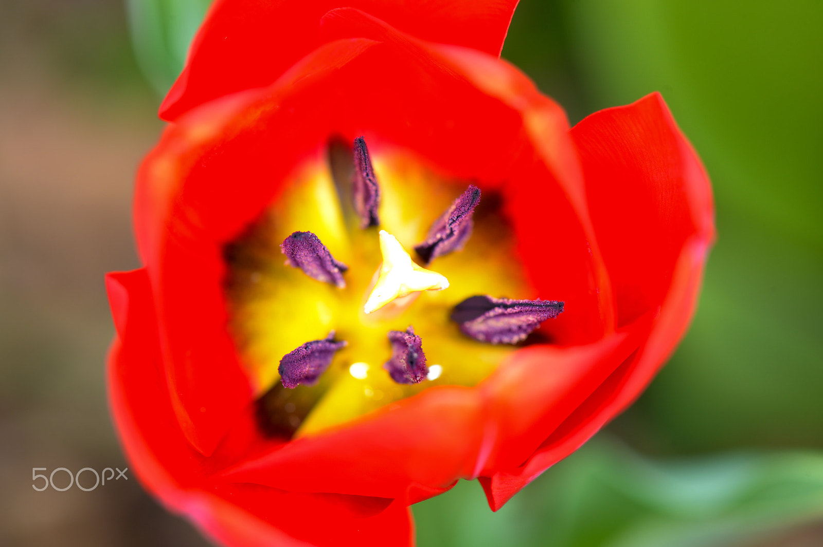 Nikon D4 sample photo. Tulipe photography