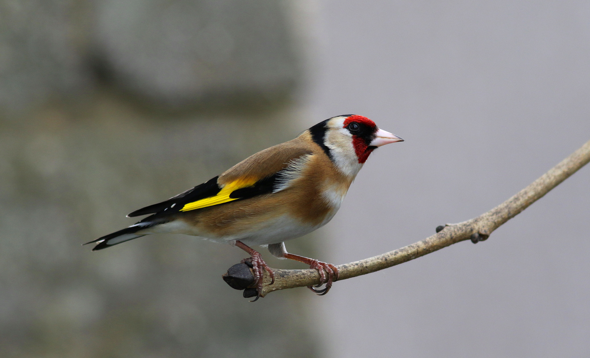 Canon EF 300mm F4L IS USM sample photo. Goldfinch photography