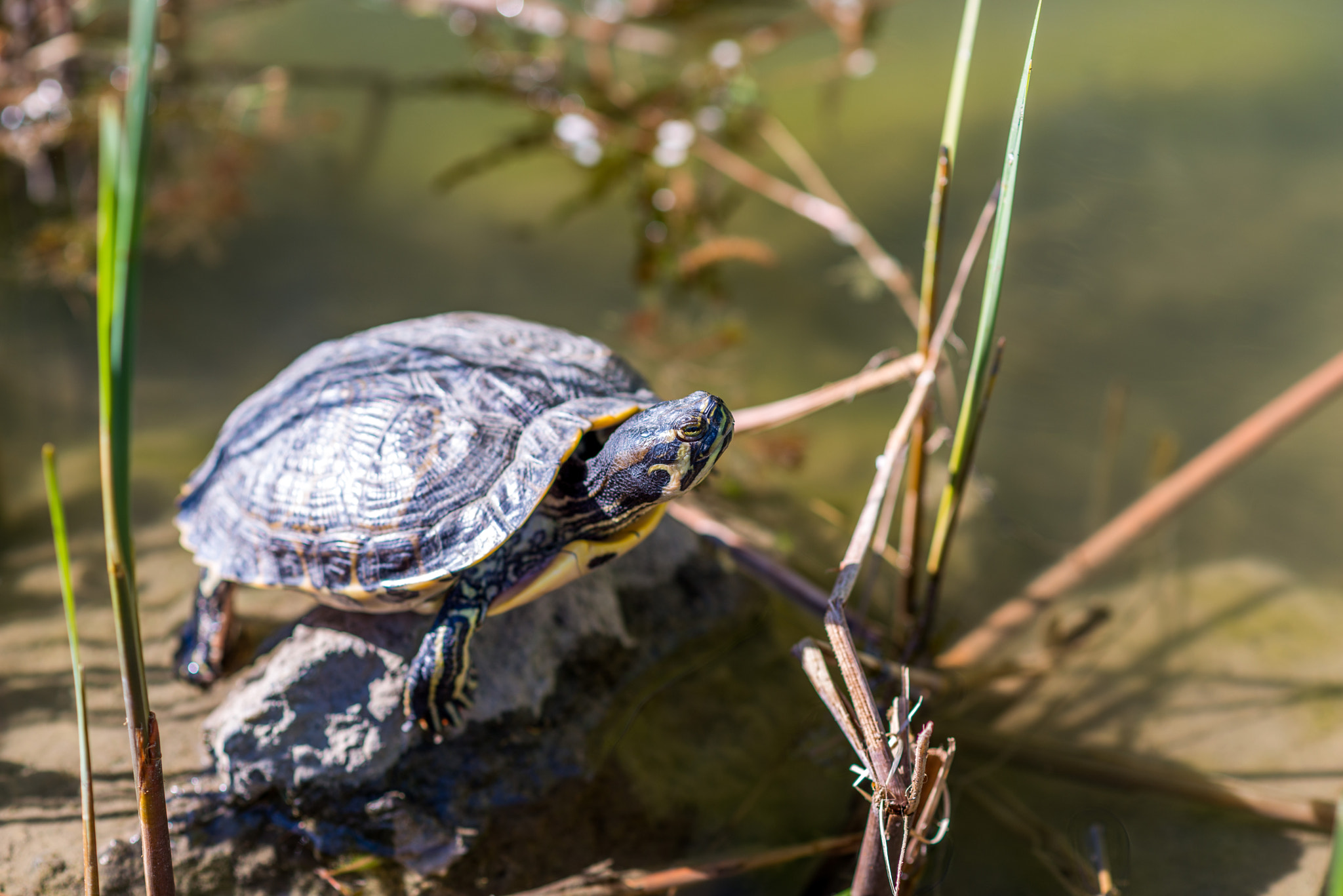 Nikon D800E + Nikon AF-S Nikkor 85mm F1.8G sample photo. Turtle photography