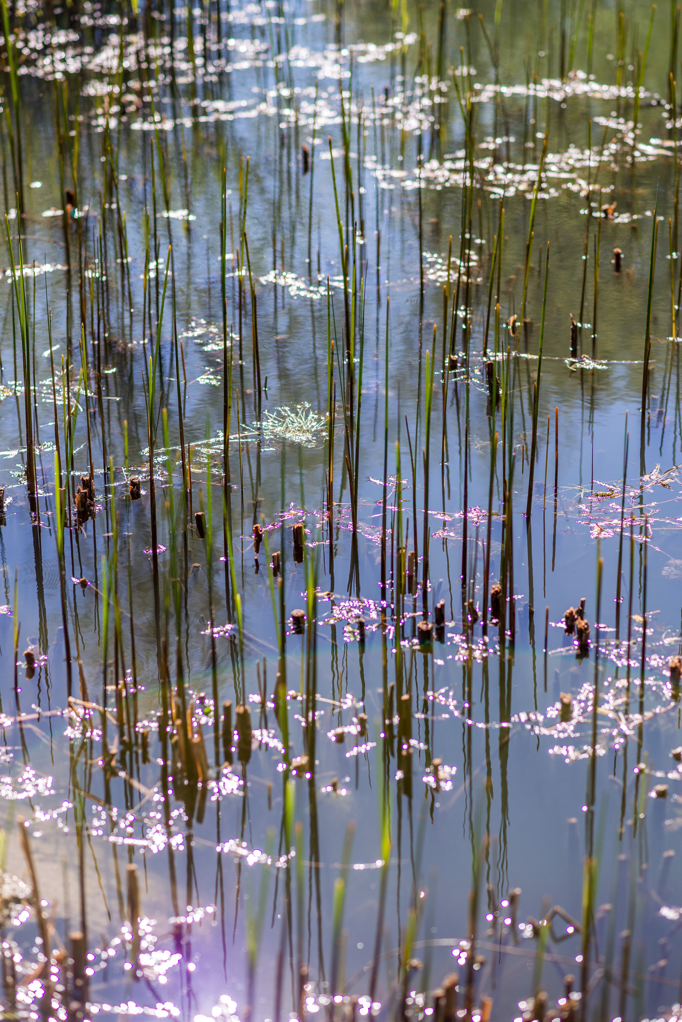 Nikon D800E sample photo. Spring photography