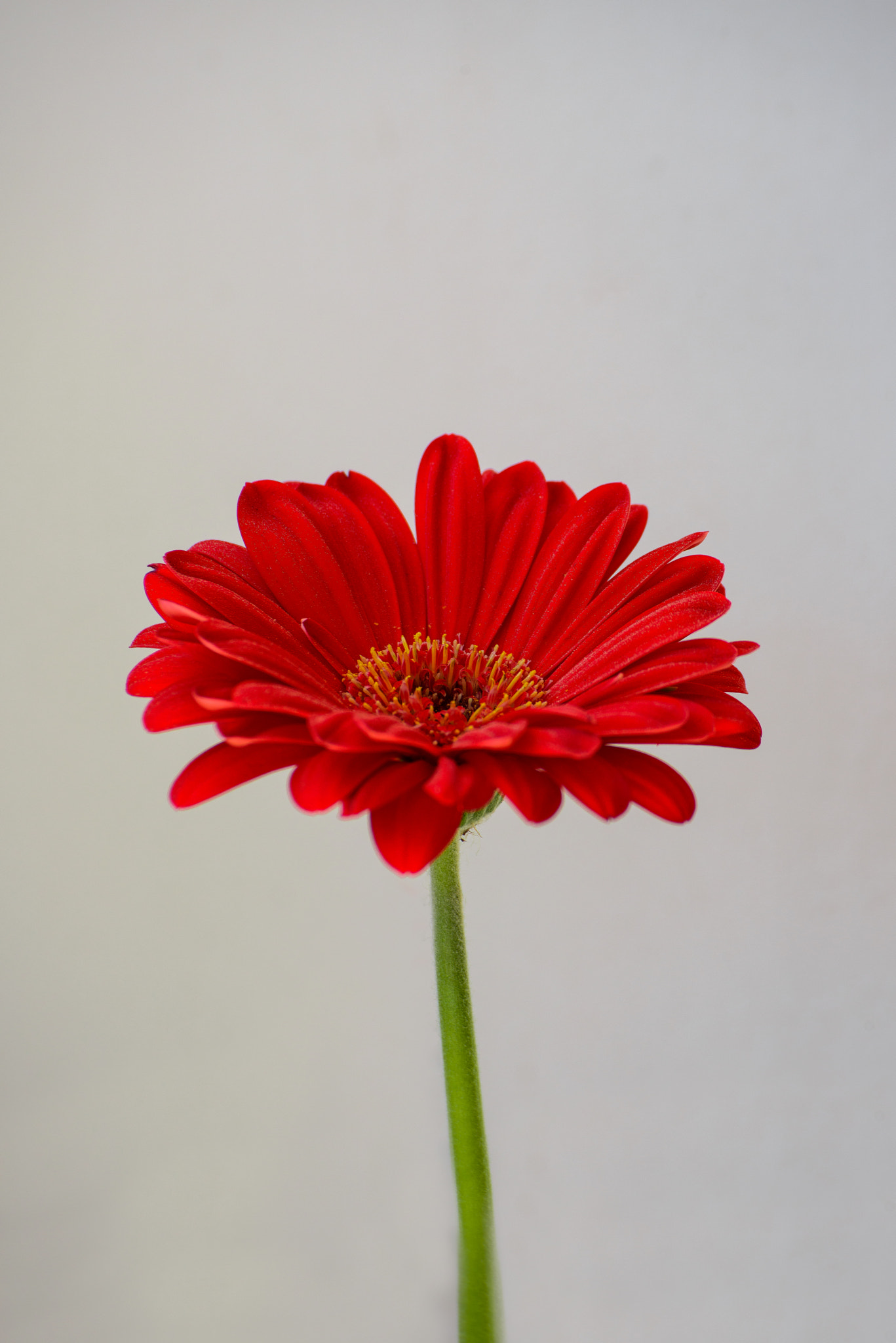 Nikon D800 sample photo. April's zerbera photography