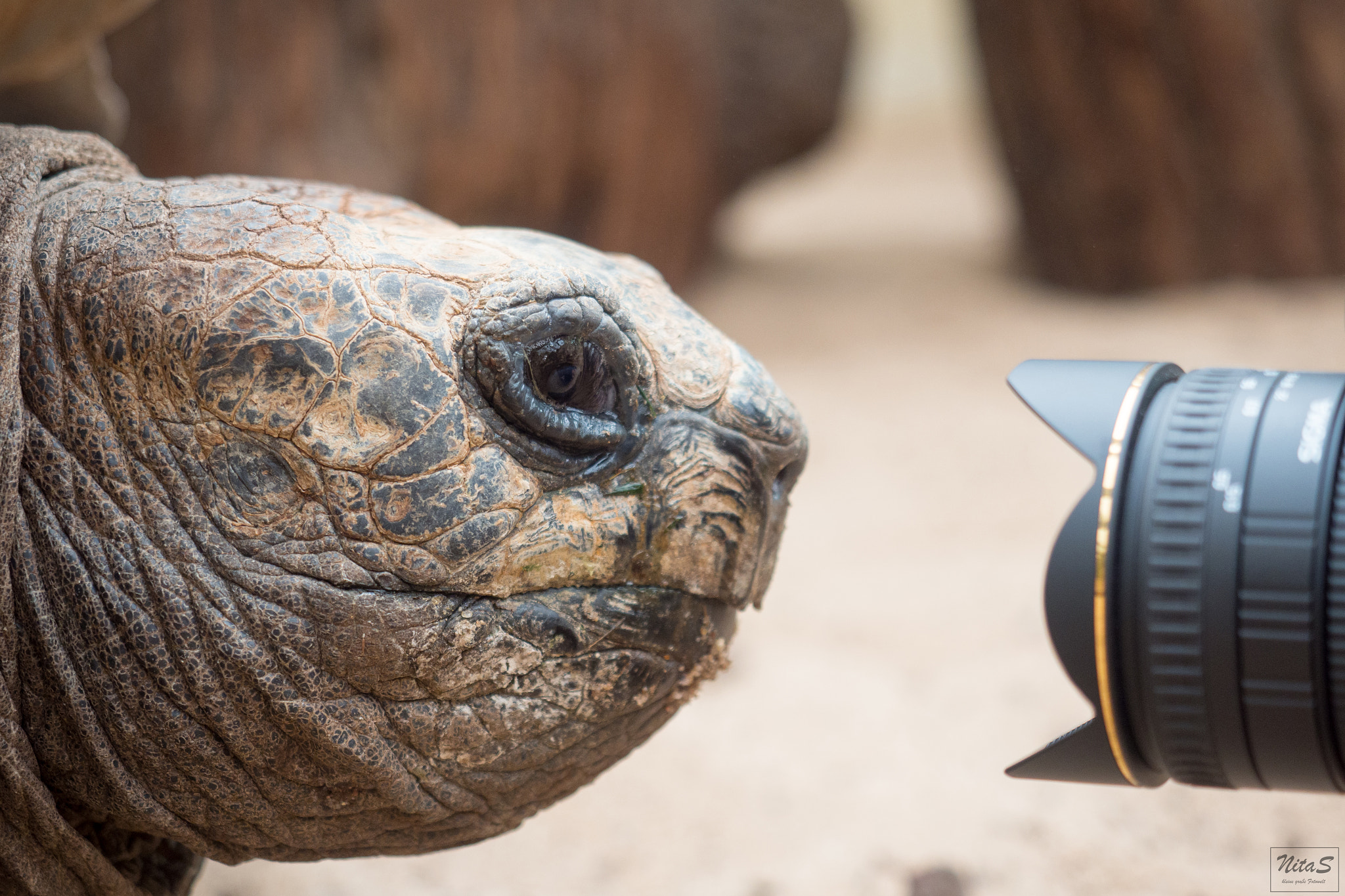 Olympus OM-D E-M1 Mark II + Olympus M.Zuiko Digital ED 12-40mm F2.8 Pro sample photo. Turtle photography