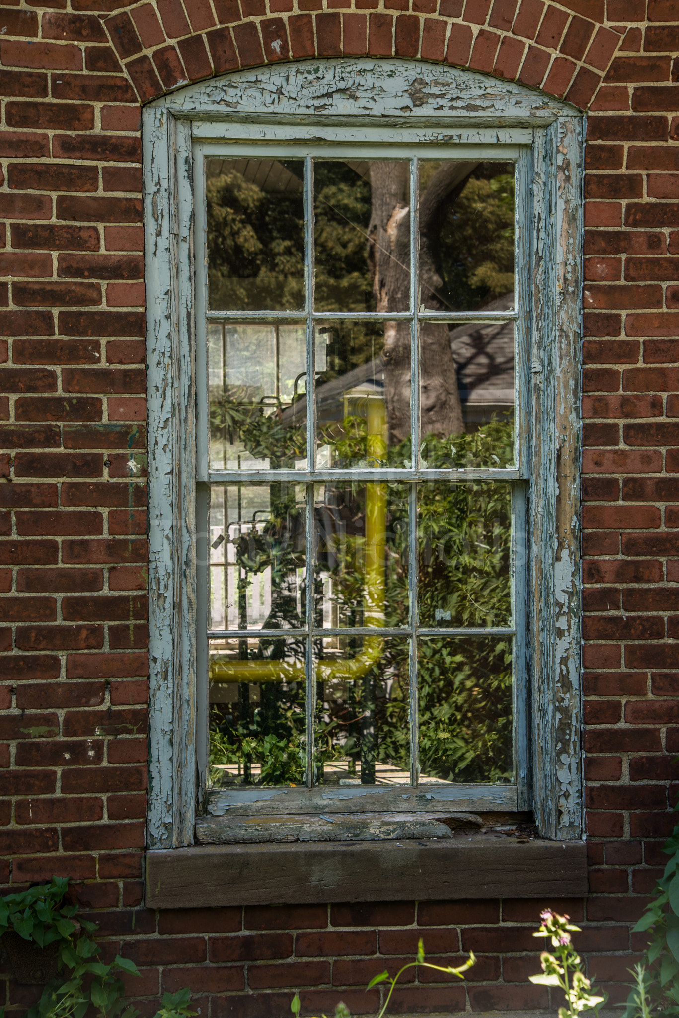 Nikon D610 sample photo. Plant house window photography