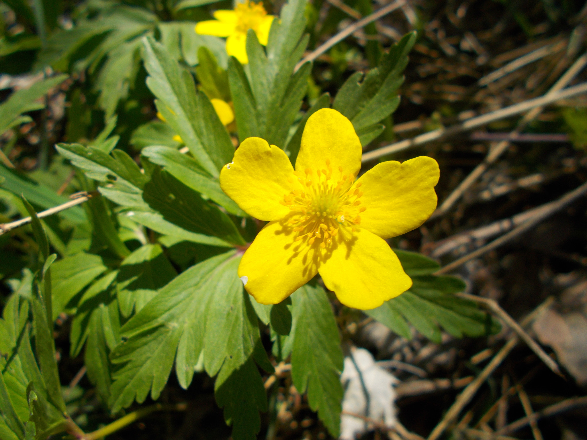 Nikon COOLPIX L29 sample photo. Anemone ranunculoides photography