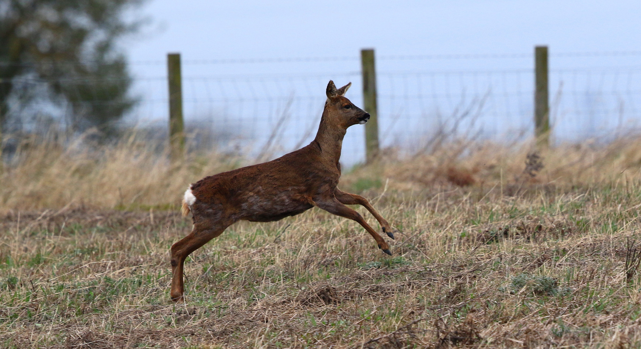 Canon EOS 7D Mark II sample photo. Leaping deer photography