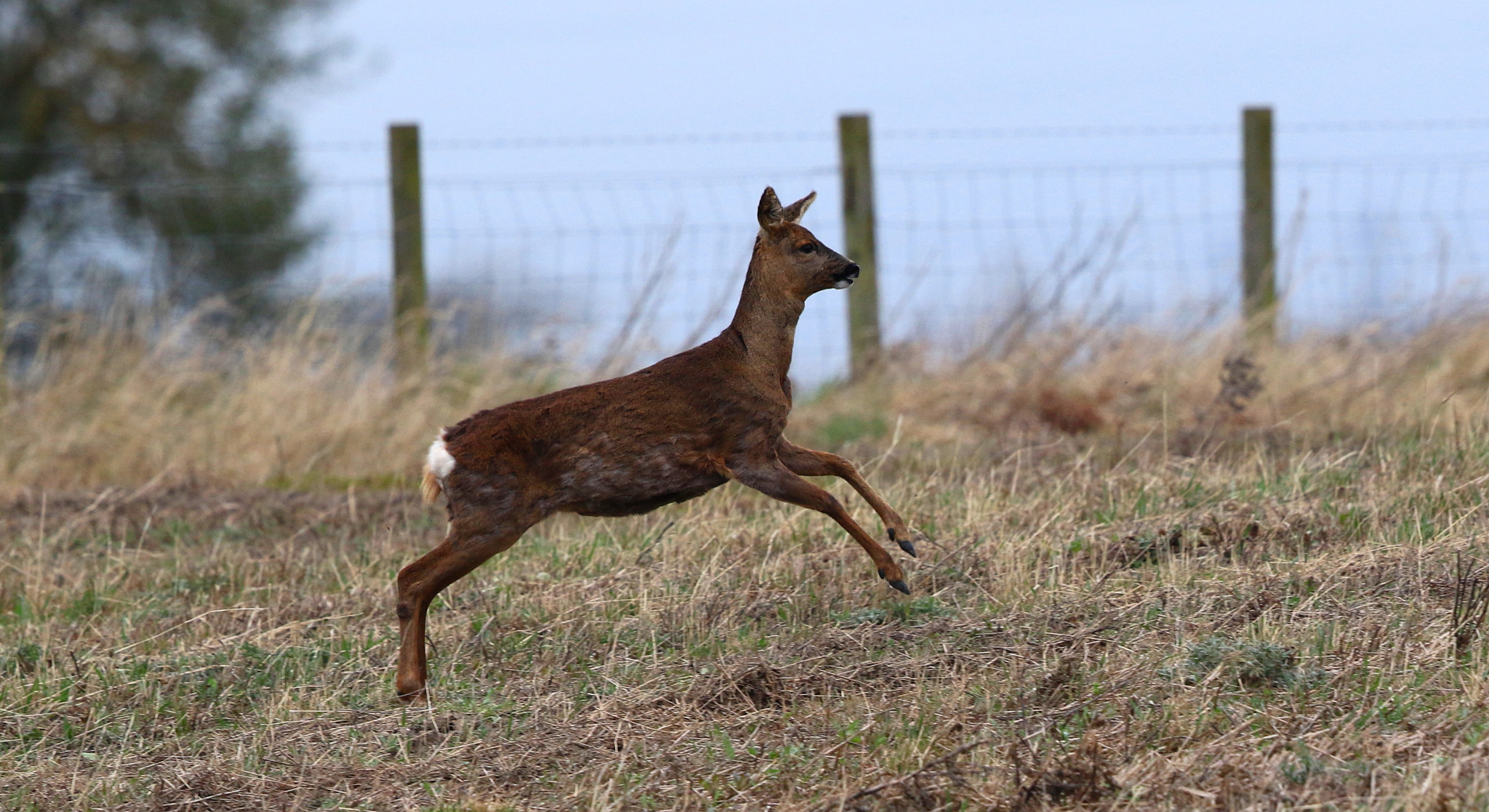 Canon EF 500mm F4L IS II USM sample photo. Leaping deer photography