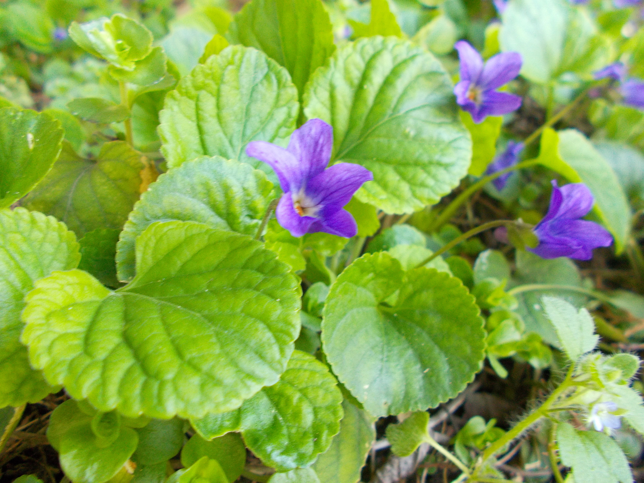 Nikon COOLPIX L29 sample photo. Viola sp.  photography