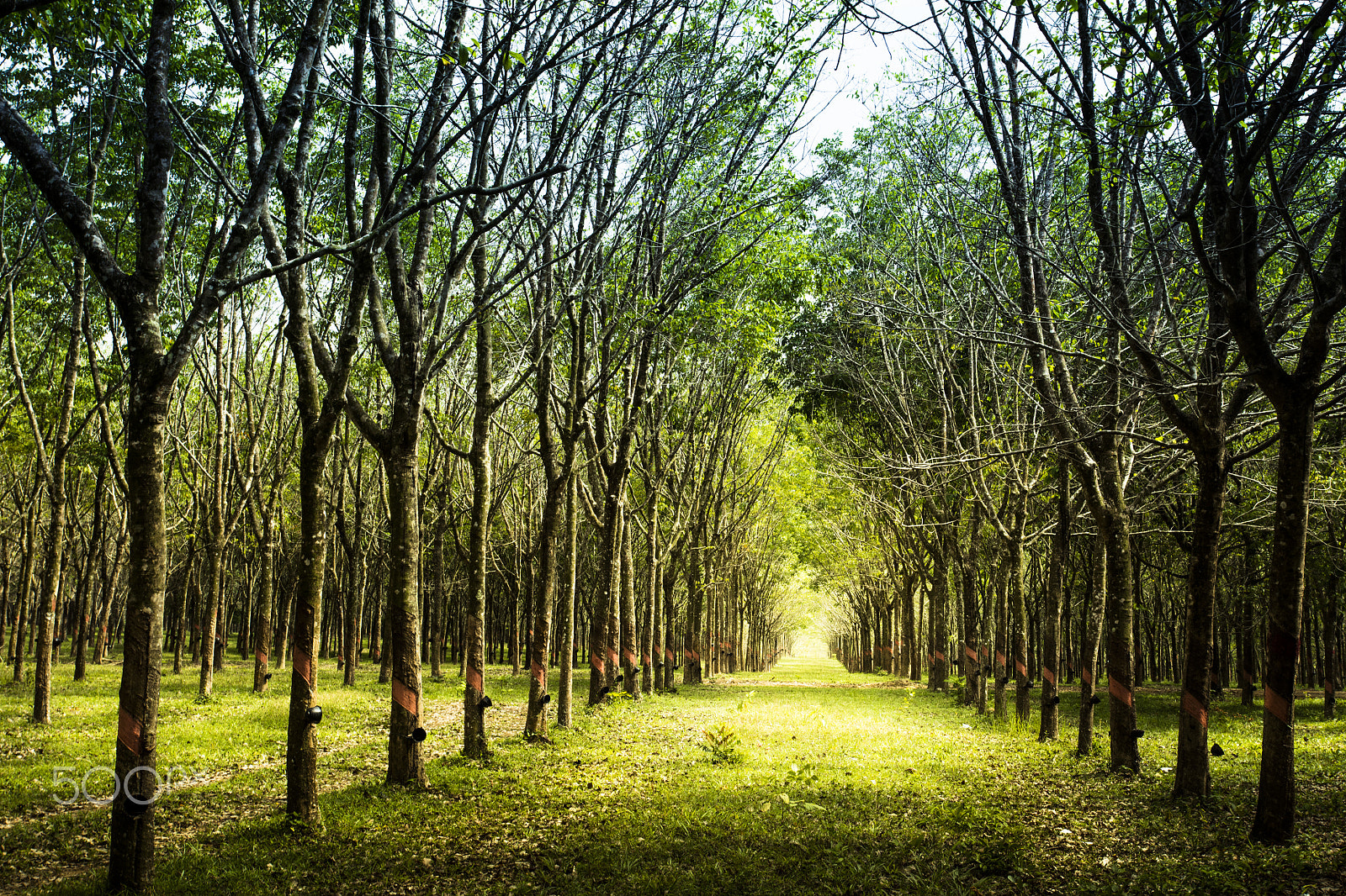 Canon EOS 5DS R + Canon EF 17-40mm F4L USM sample photo. Para wood agriculture photography