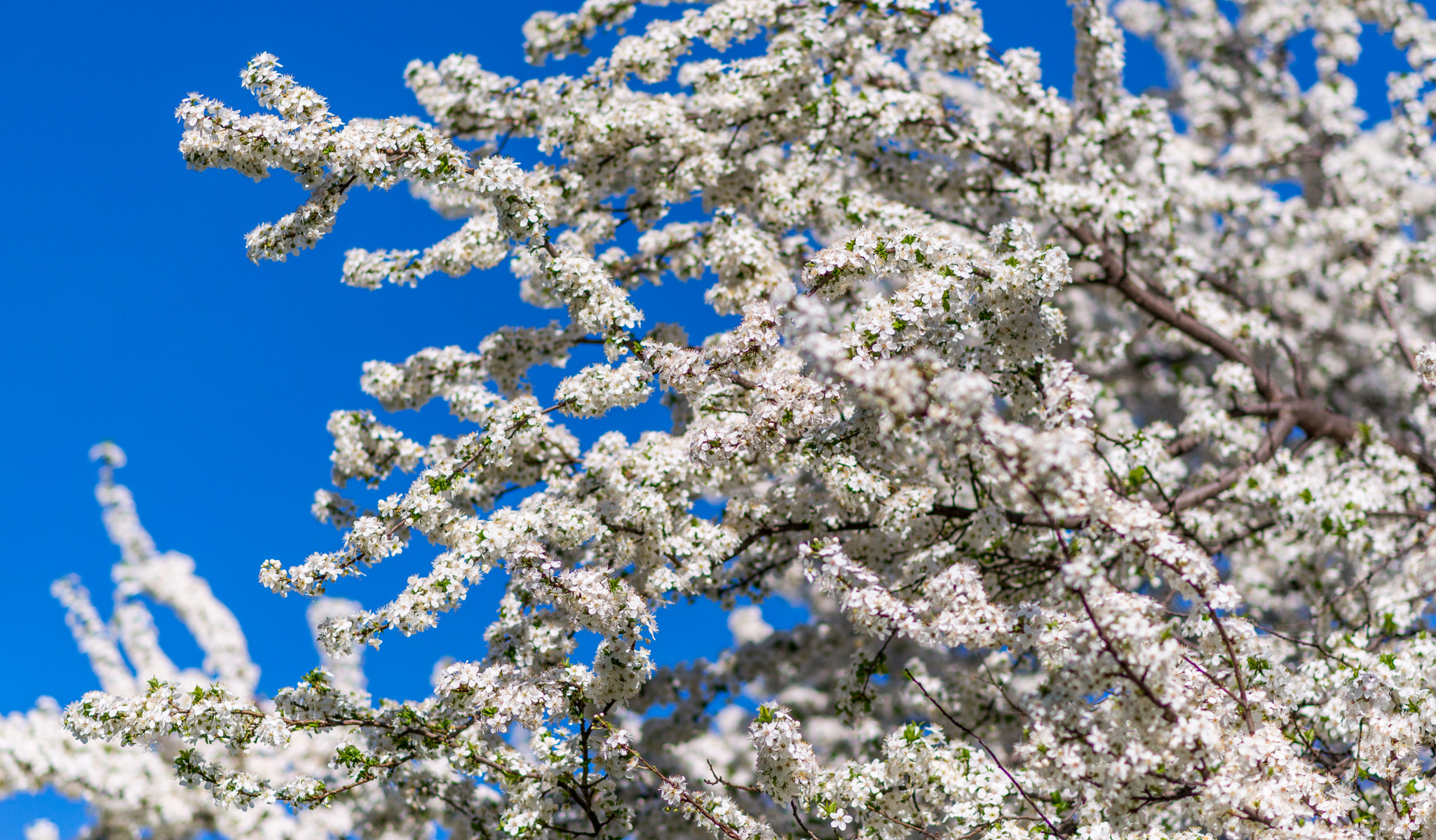 Nikon D800E + Nikon AF-S Nikkor 85mm F1.8G sample photo. Spring photography