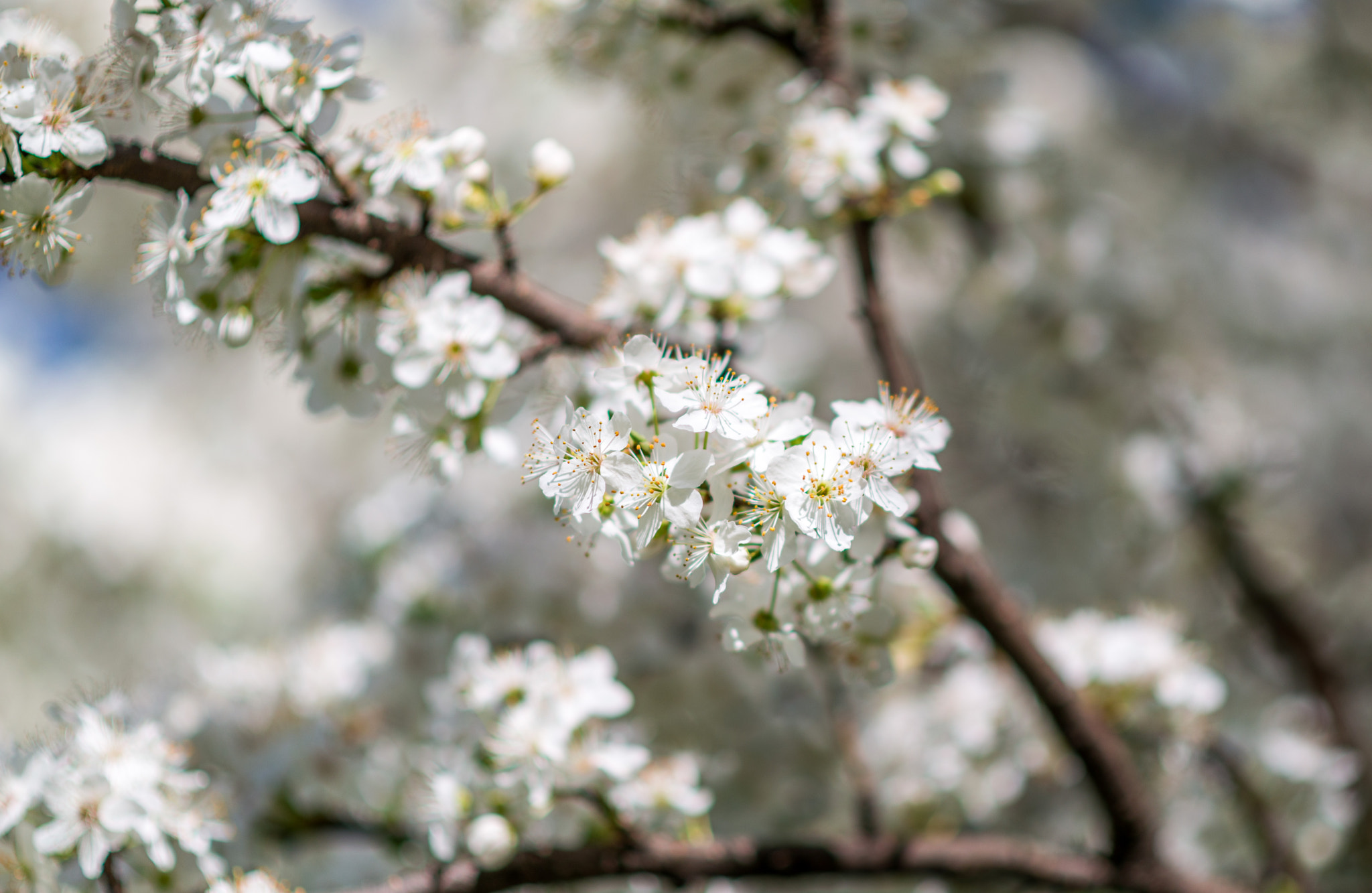 Nikon D800E + Nikon AF-S Nikkor 85mm F1.8G sample photo. Spring photography