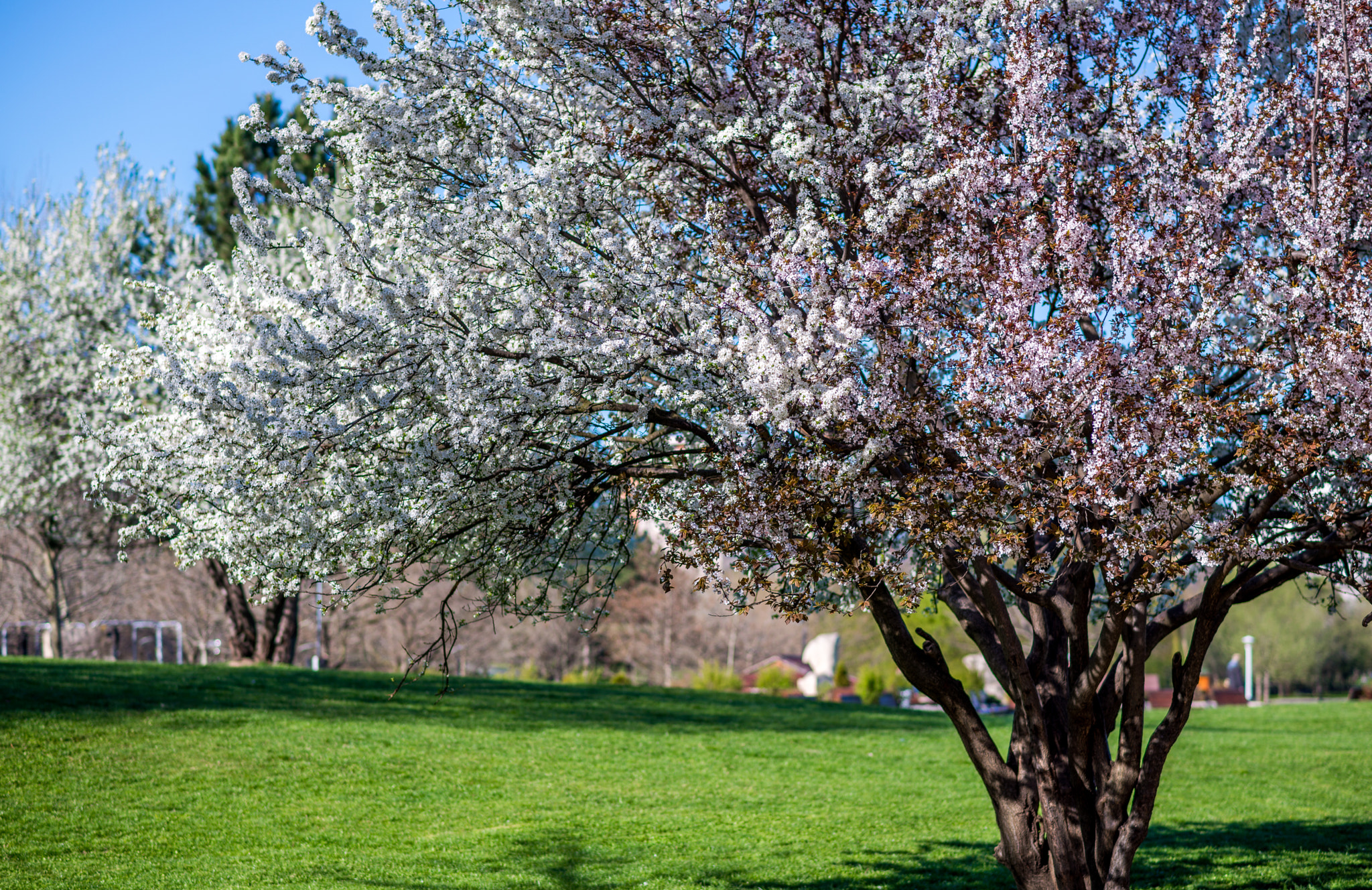 Nikon D800E sample photo. Spring photography