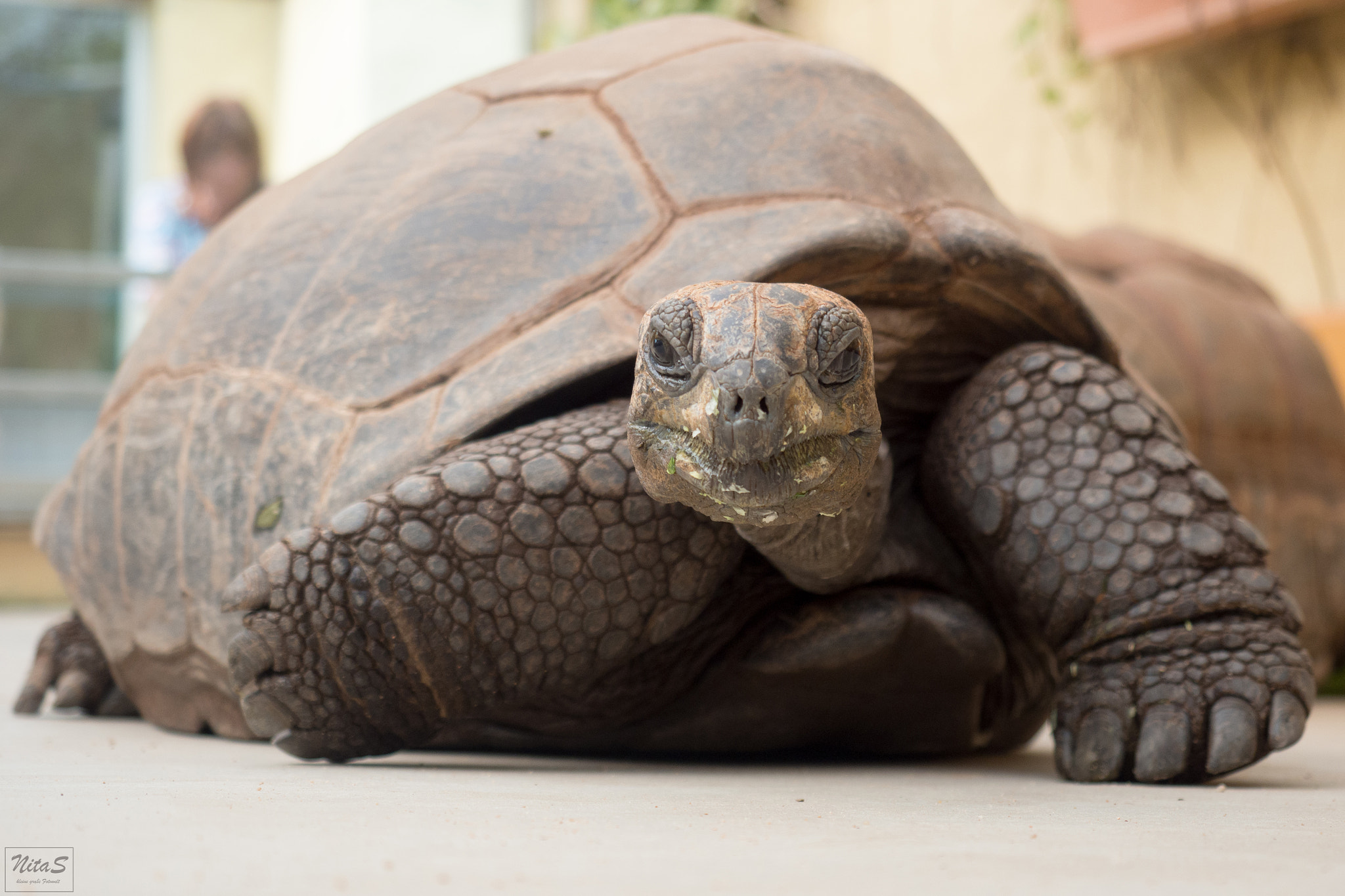 Olympus OM-D E-M1 Mark II + Olympus M.Zuiko Digital ED 12-40mm F2.8 Pro sample photo. Turtle photography