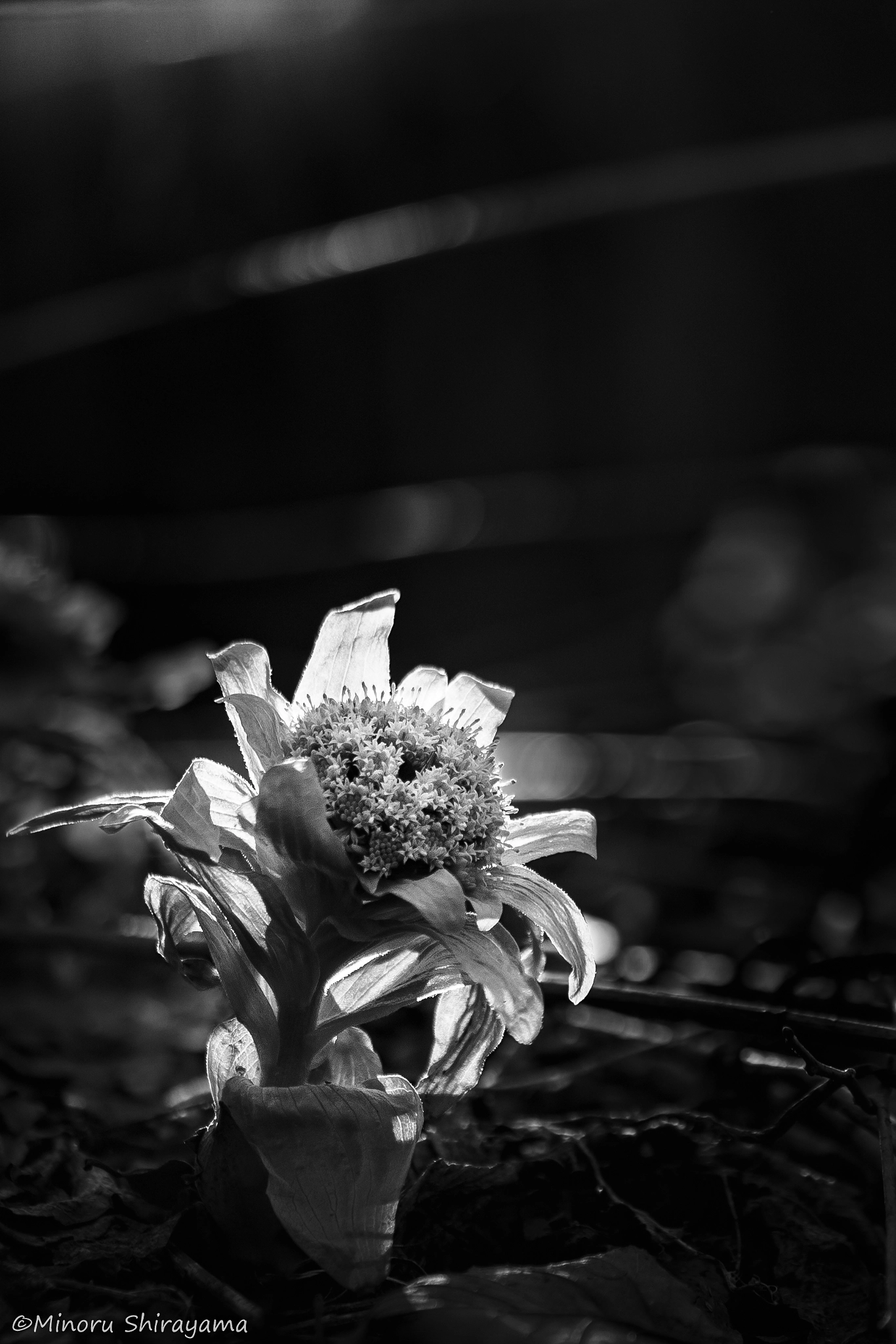 Sigma 105mm F2.8 EX DG OS HSM sample photo. A small spring photography