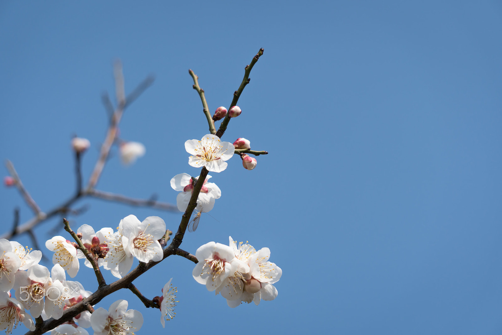 Sony a6300 sample photo. Spring-flow and insect photography