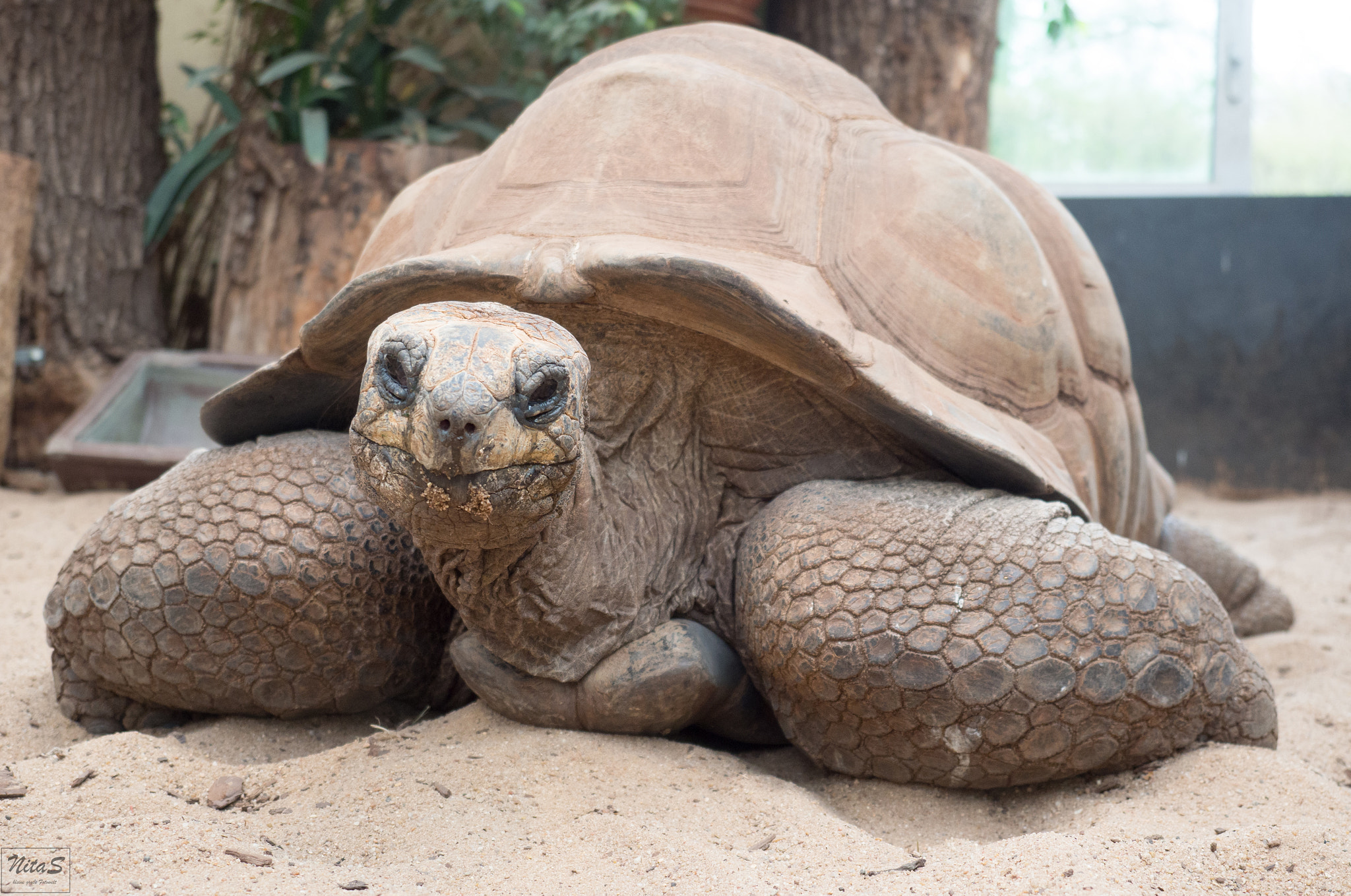 Olympus OM-D E-M1 Mark II + Olympus M.Zuiko Digital ED 12-40mm F2.8 Pro sample photo. Turtle photography