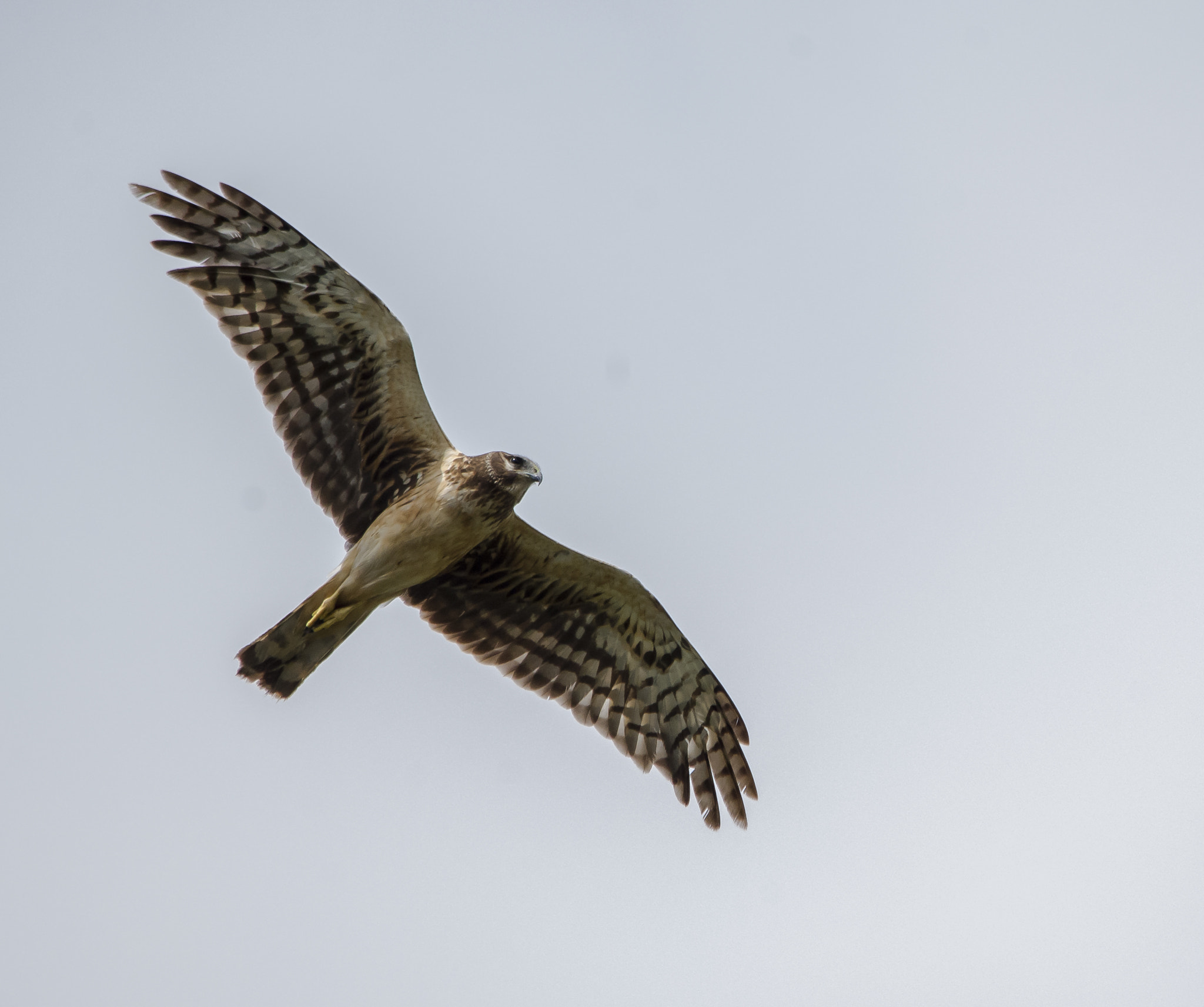 Nikon D7000 + Sigma 150-500mm F5-6.3 DG OS HSM sample photo. Northern harrier photography