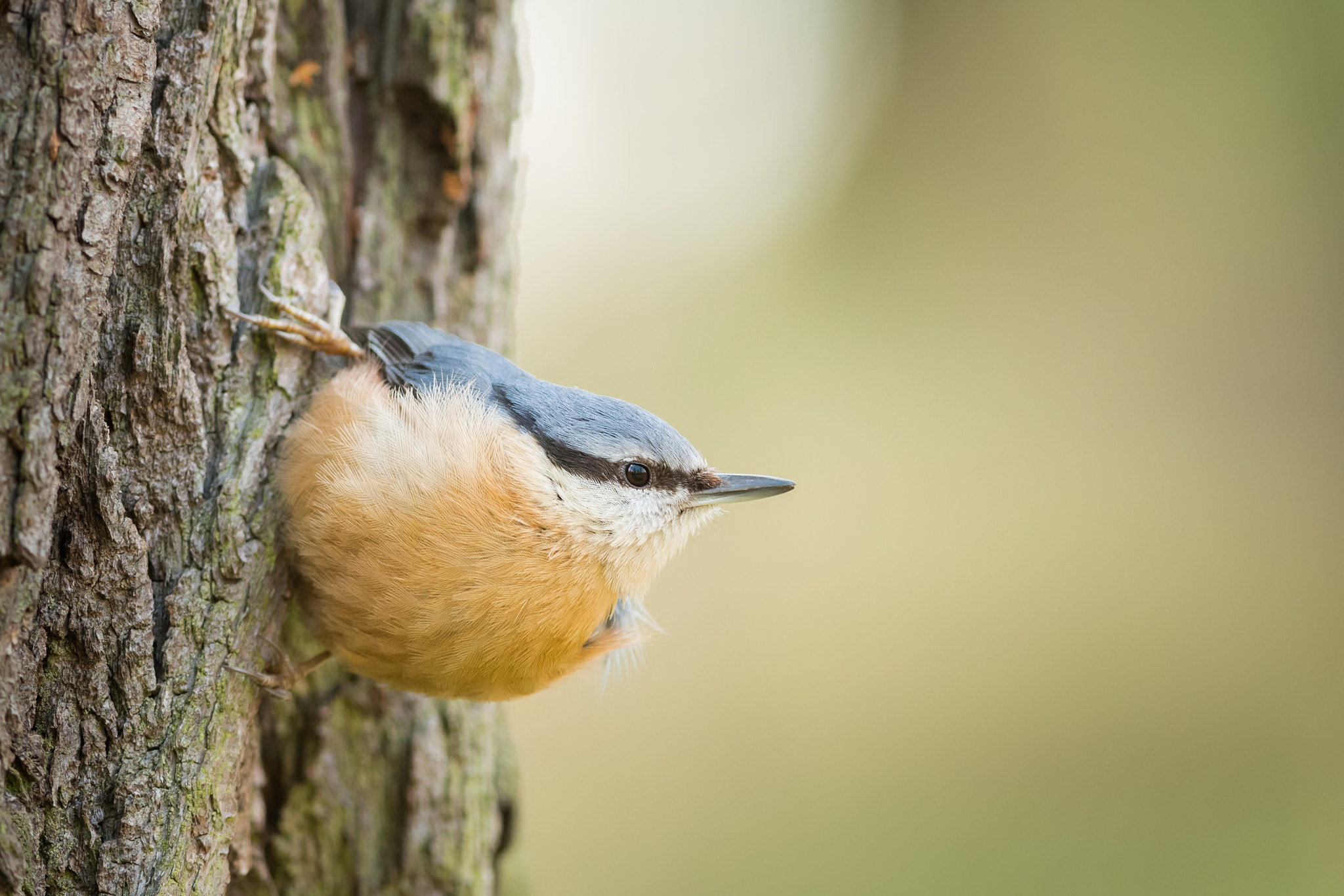 Nikon D500 + Nikon AF-S Nikkor 300mm F4D ED-IF sample photo. Eurasian nuthatch ii. photography