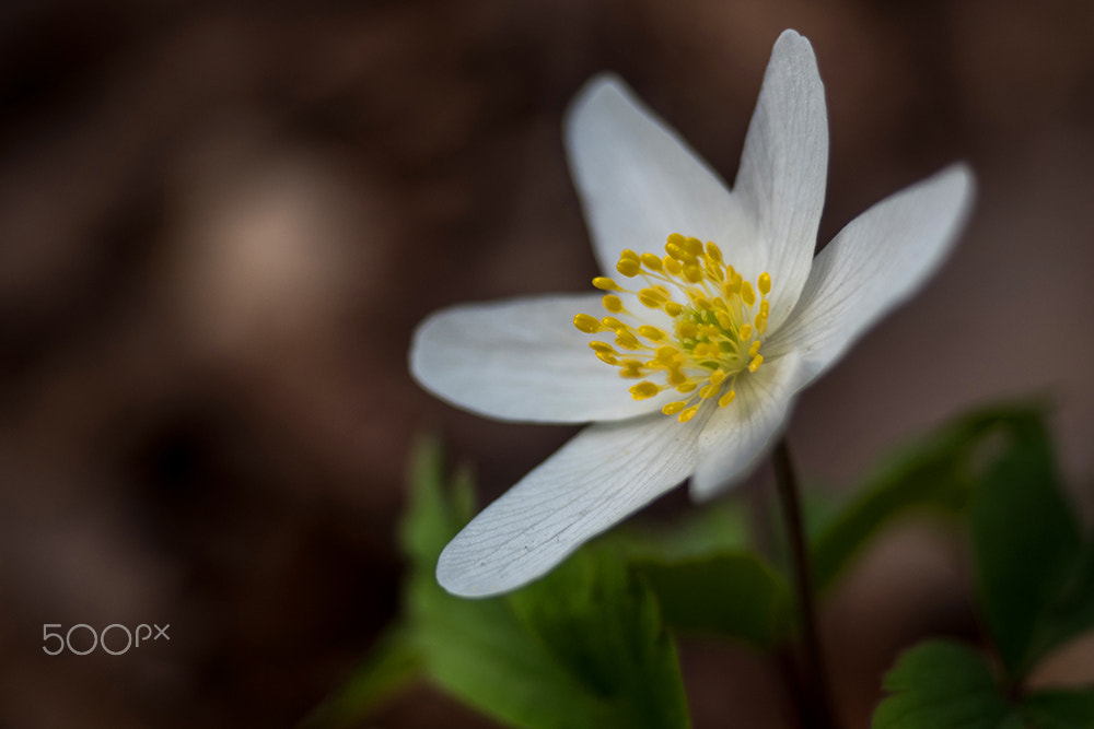 Olympus OM-D E-M5 II sample photo. Delicateness on the forest floor photography