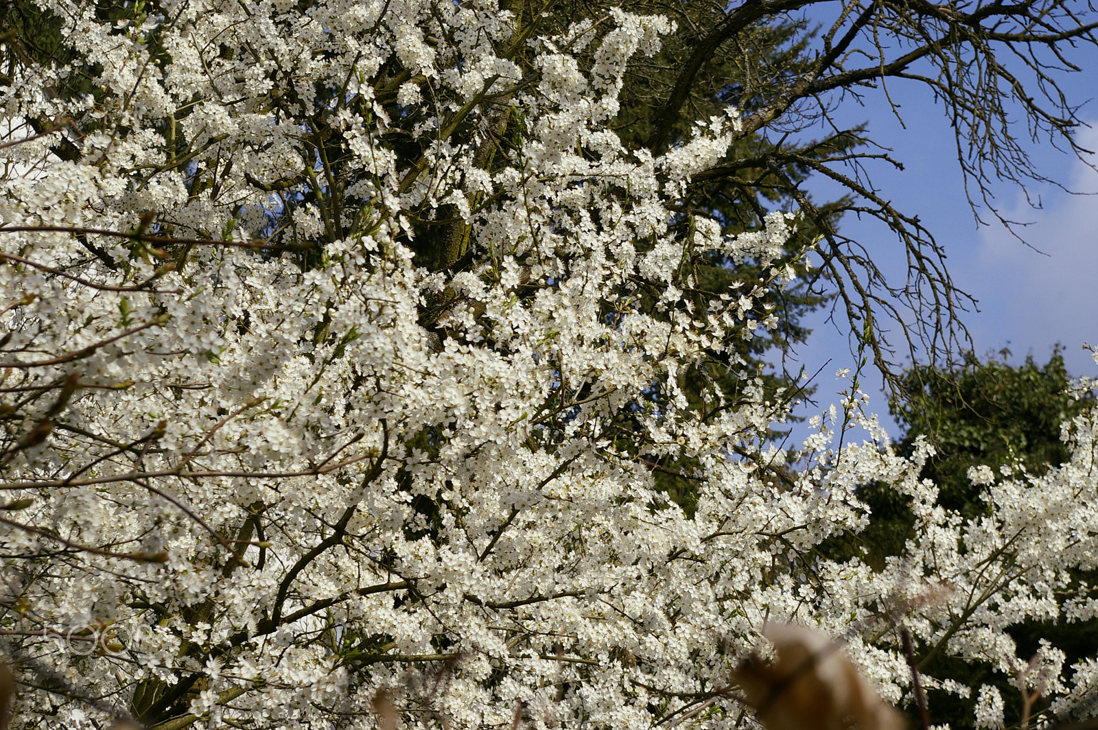 Pentax K100D Super sample photo. White blossoms photography